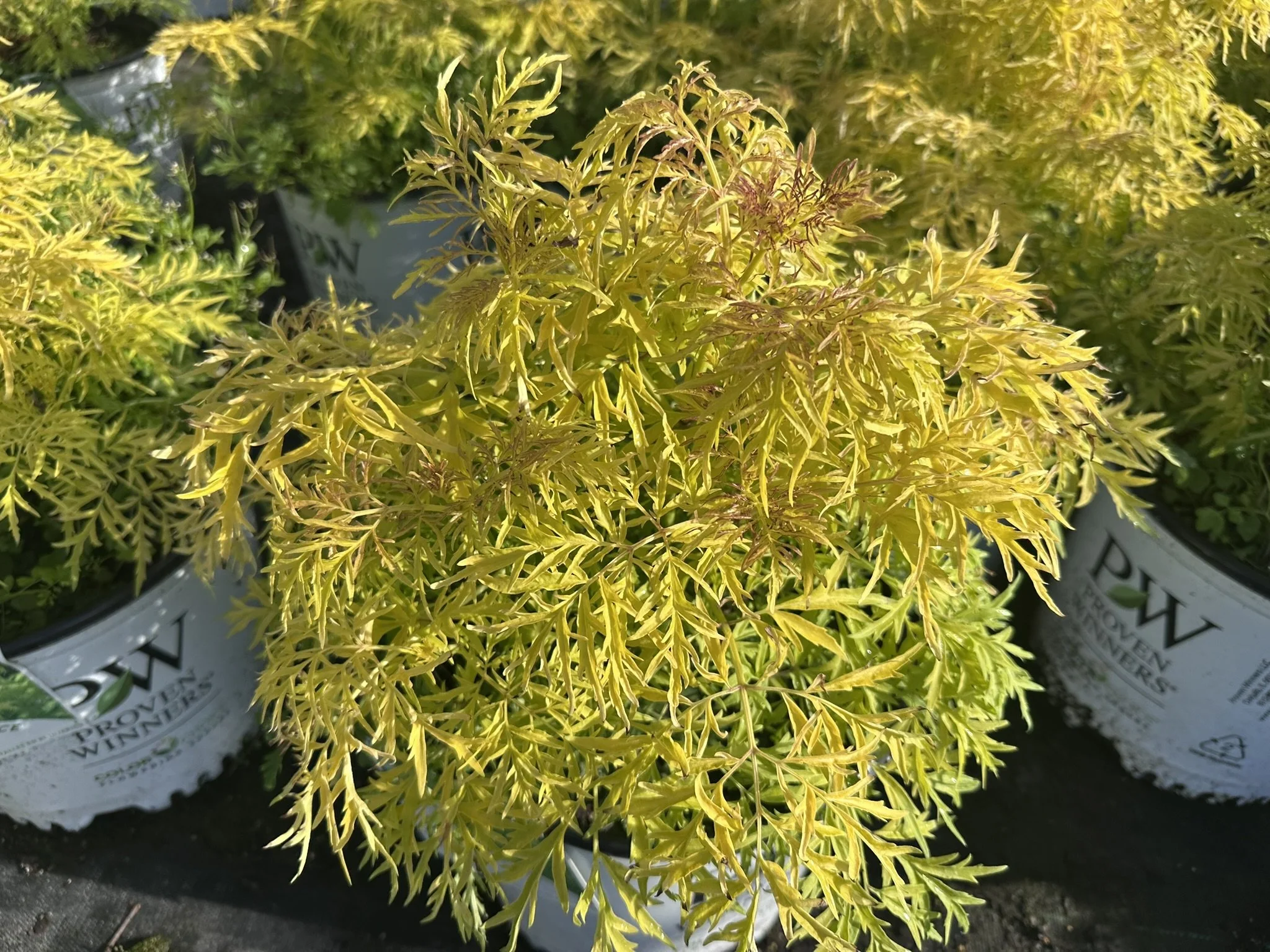 Sambucus racemosa Lemony Lace® 'SMNSRD4' PP26613