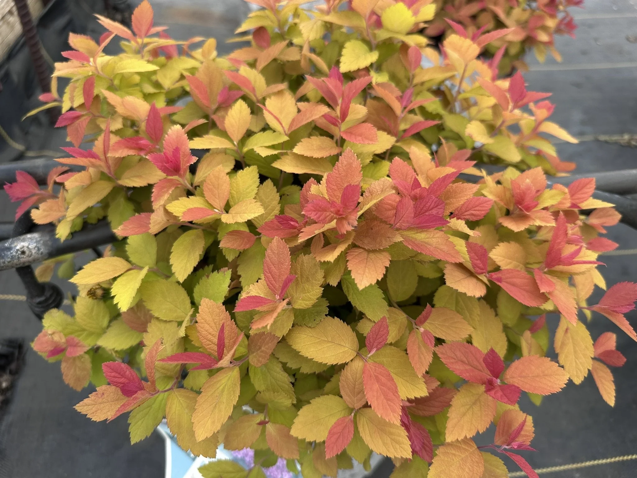 Spiraea japonica Double Play® Big Bang 'Tracy' PP21588