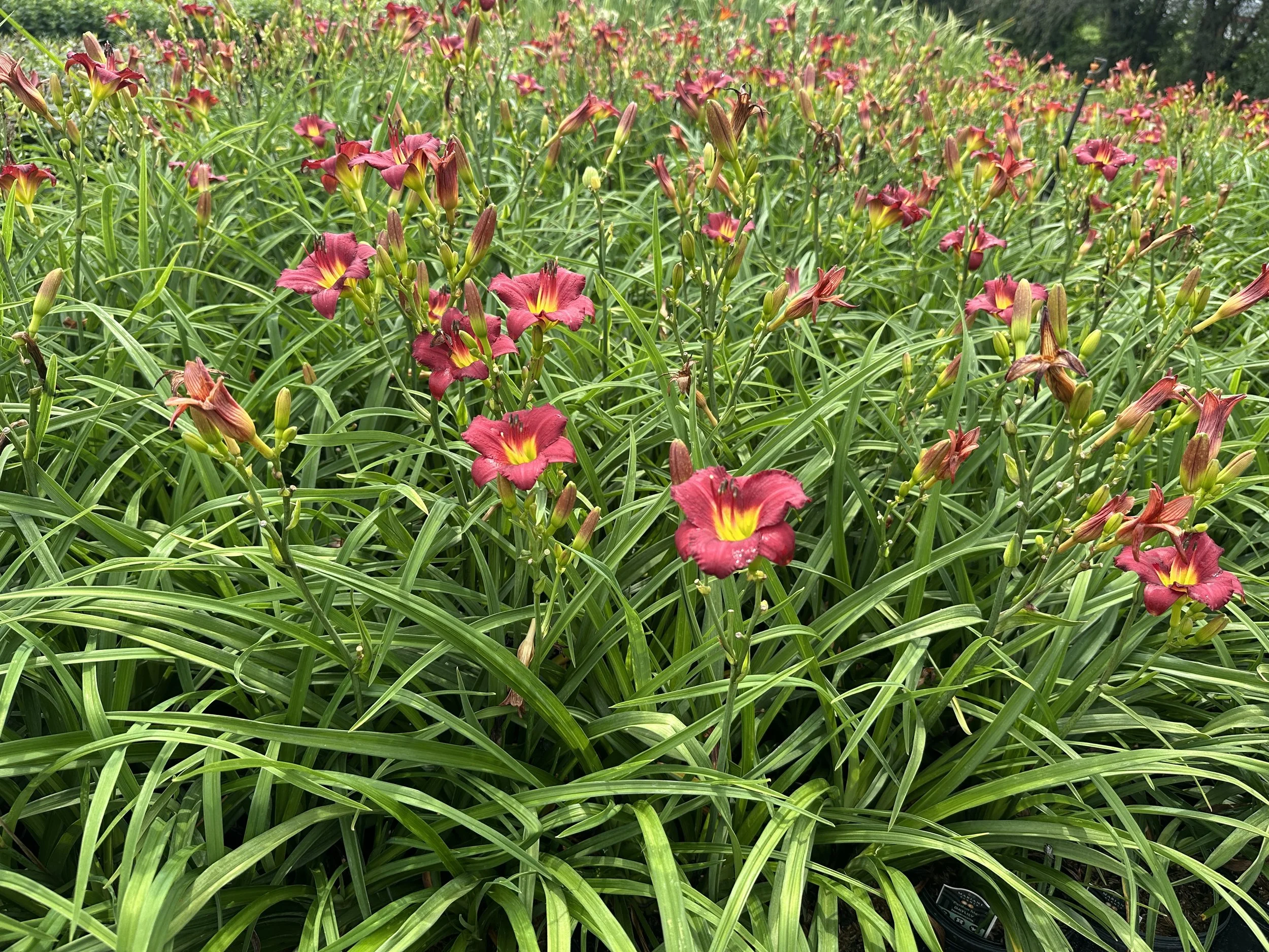 Hemerocallis 'Pardon Me'