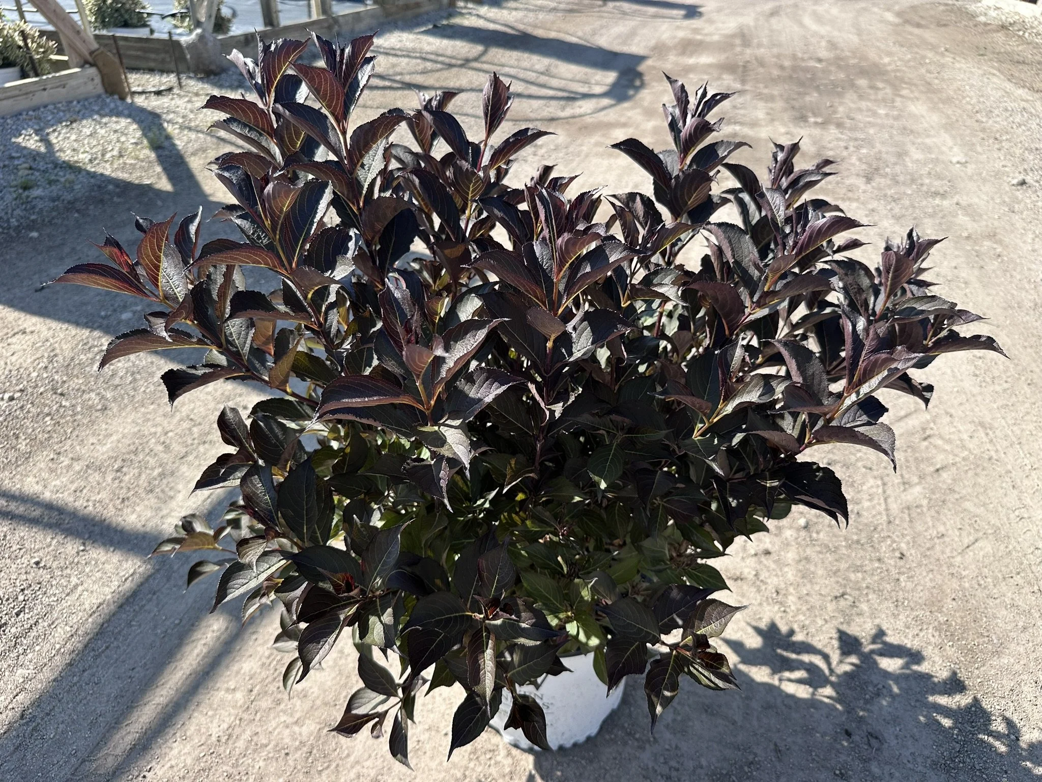 Weigela florida Wine & Roses® 'Alexandra' PP10772