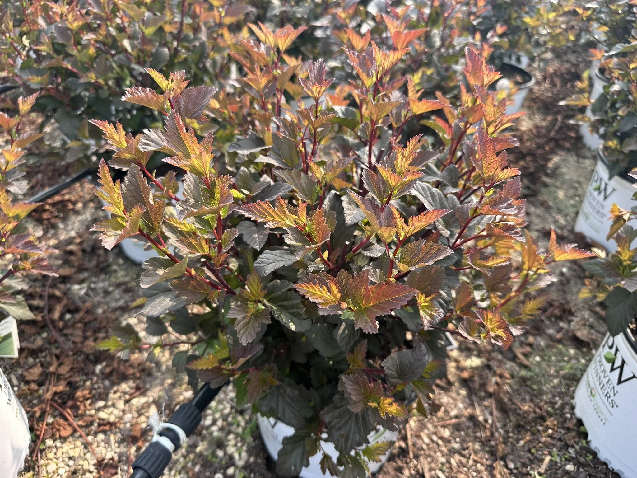Physocarpus op. Ginger Wine® 'SMNPOBLR' PP28695