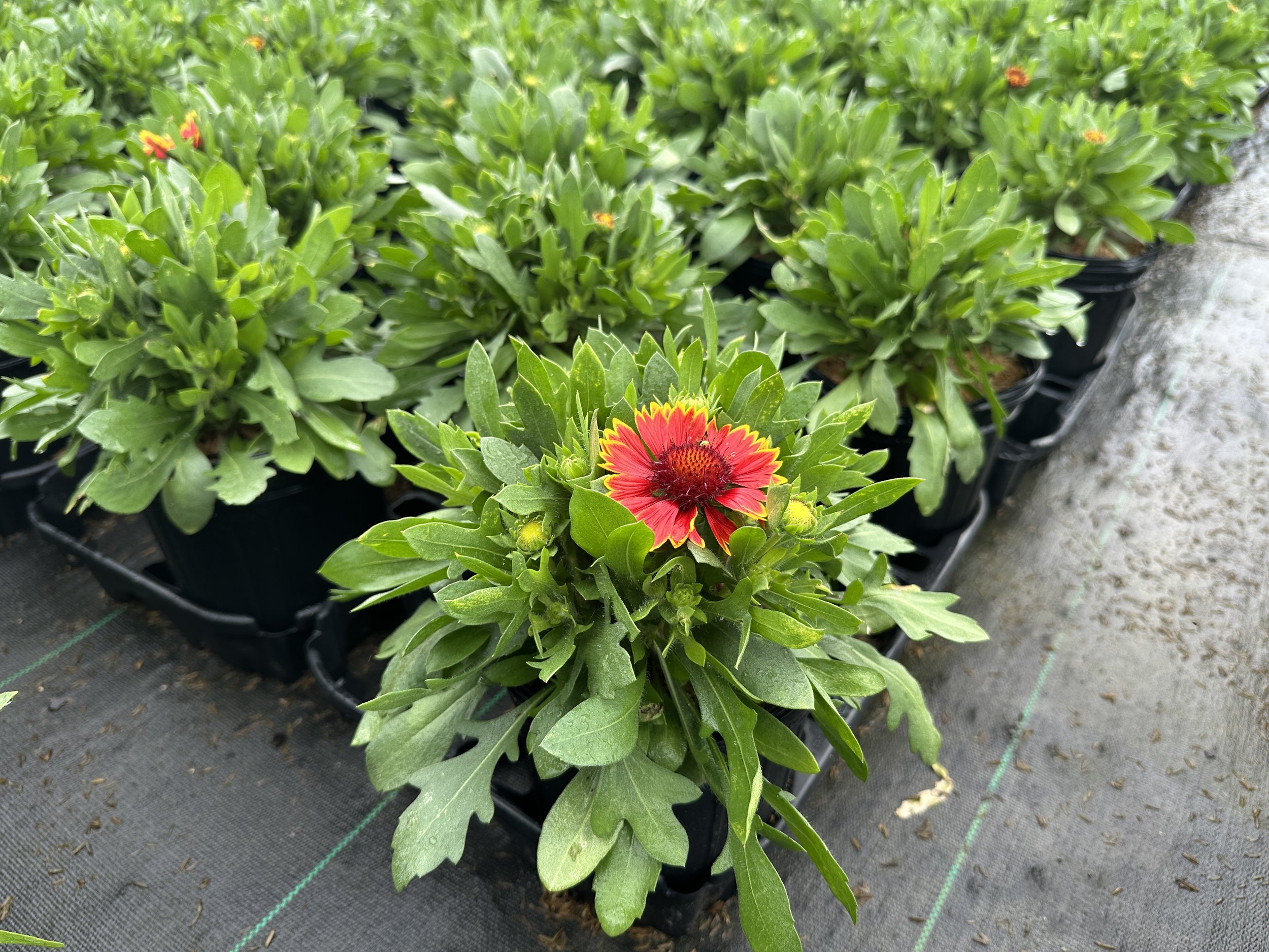 Gaillardia aristata SpinTop® Orange Halo