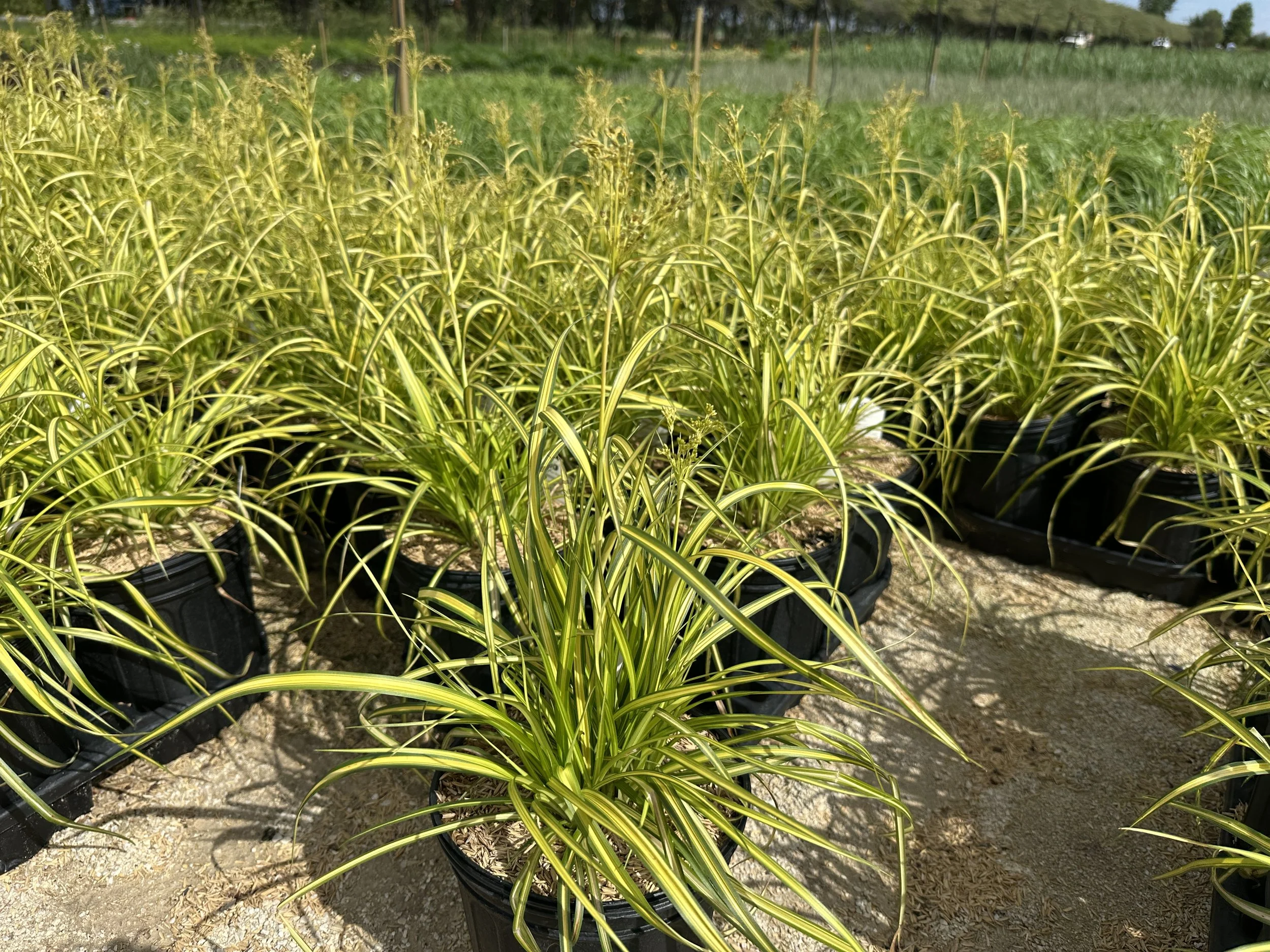 Scirpus pendulus 'Stars and Stripes'