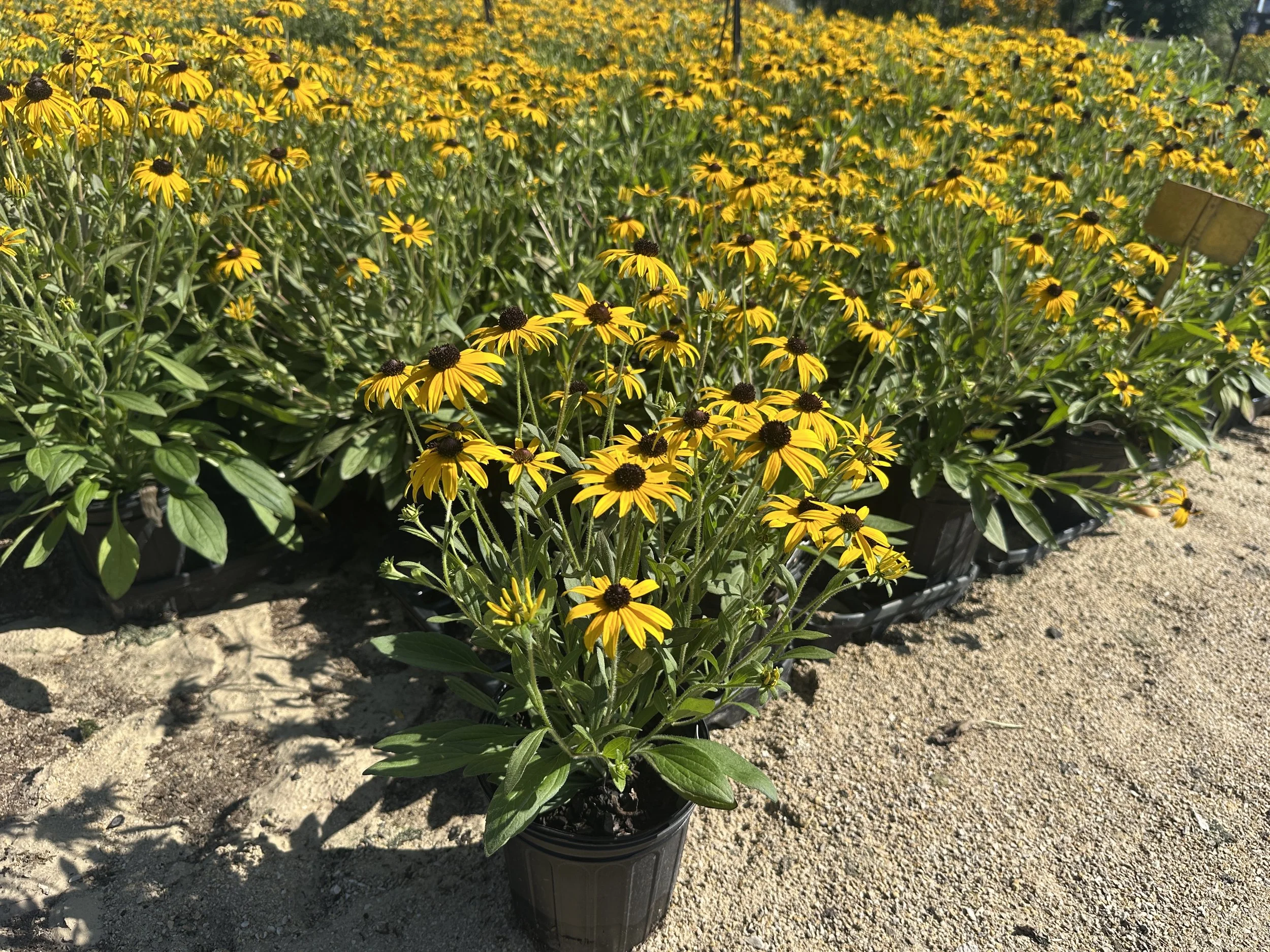 Rudbeckia 'American Gold Rush' PP28498