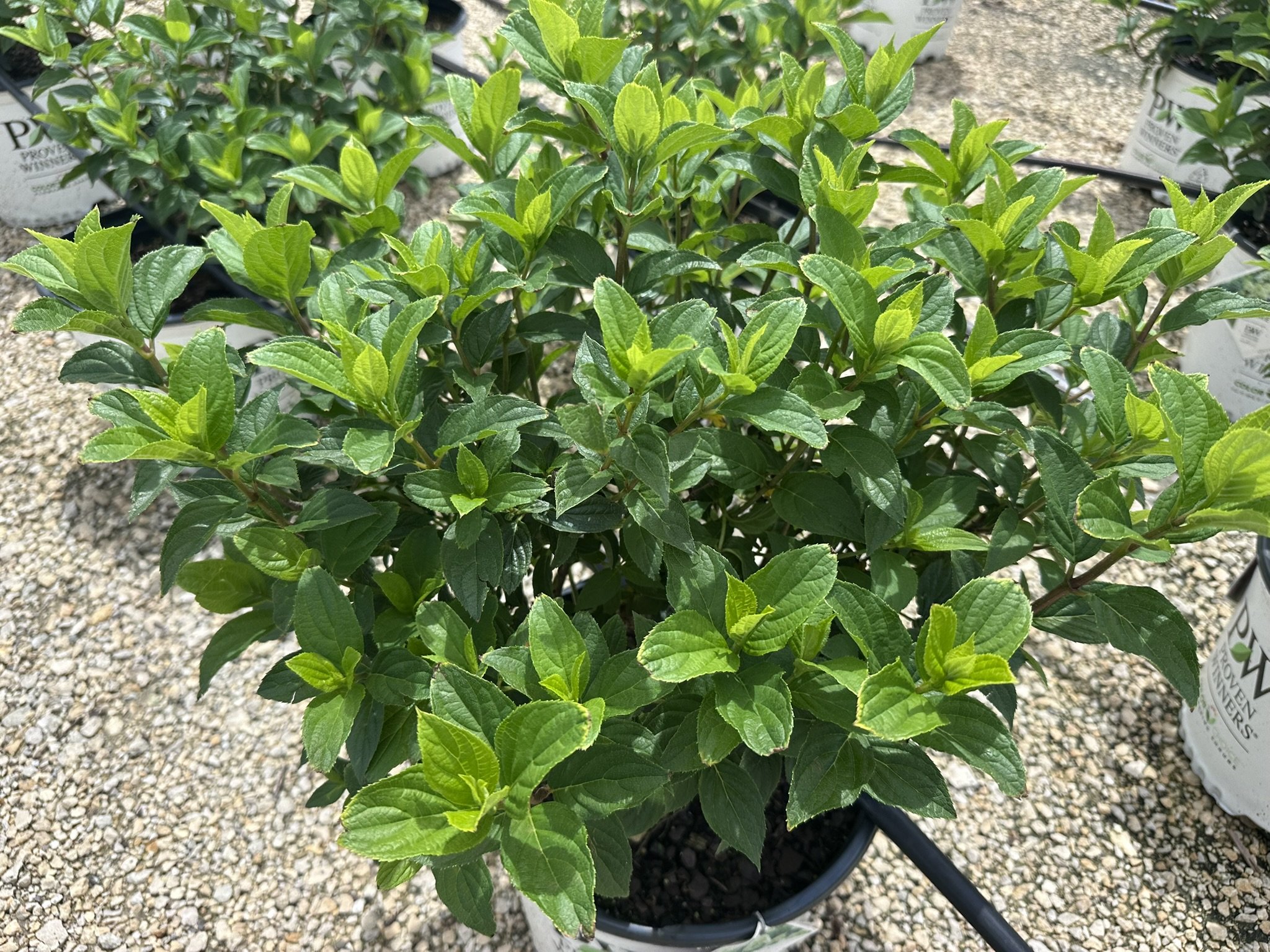 Hydrangea paniculata Limelight Prime® 'SMNHPPH' PP32511