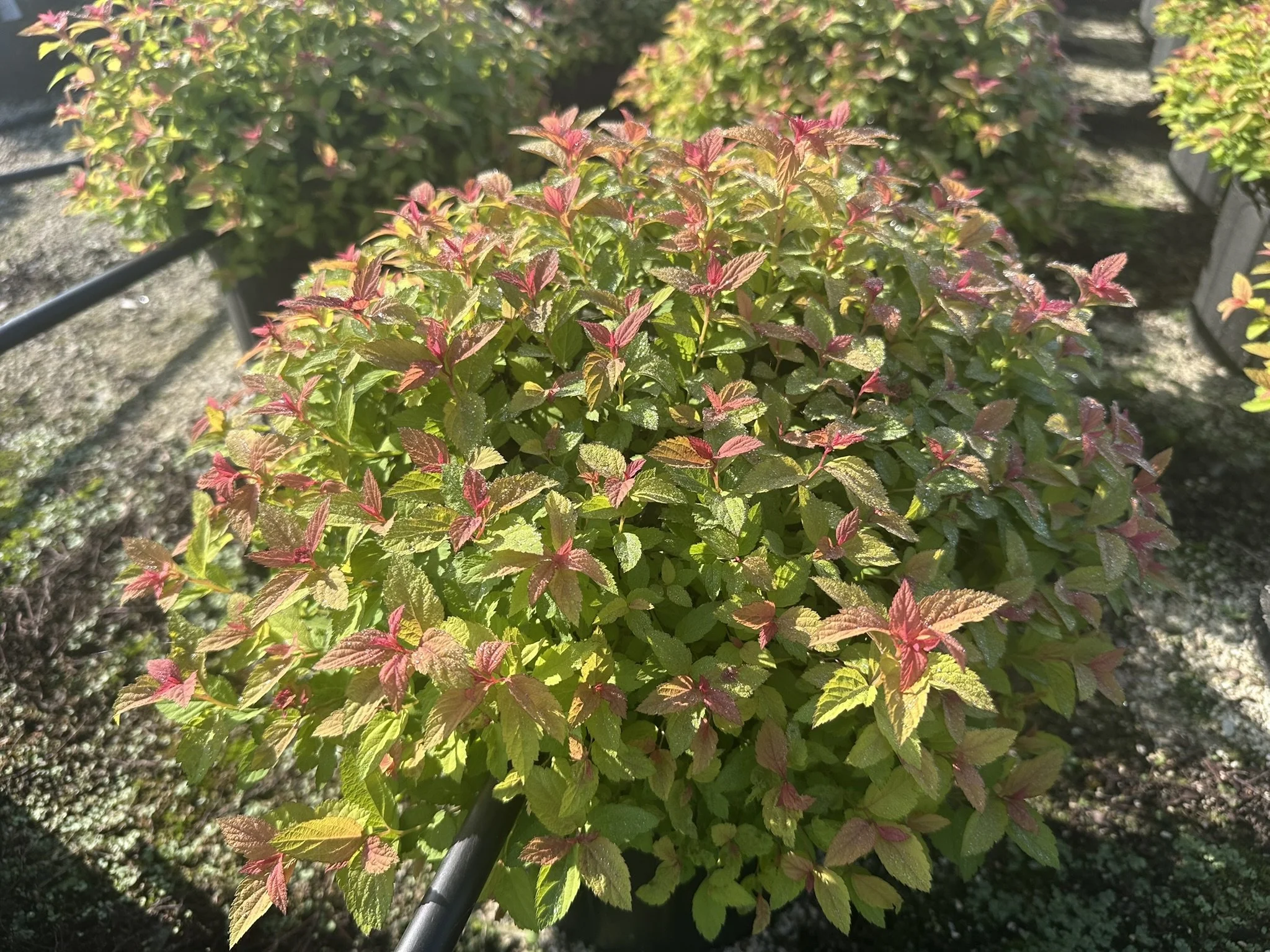 Spiraea japonica Magic Carpet™ 'Walbuma' PP9363