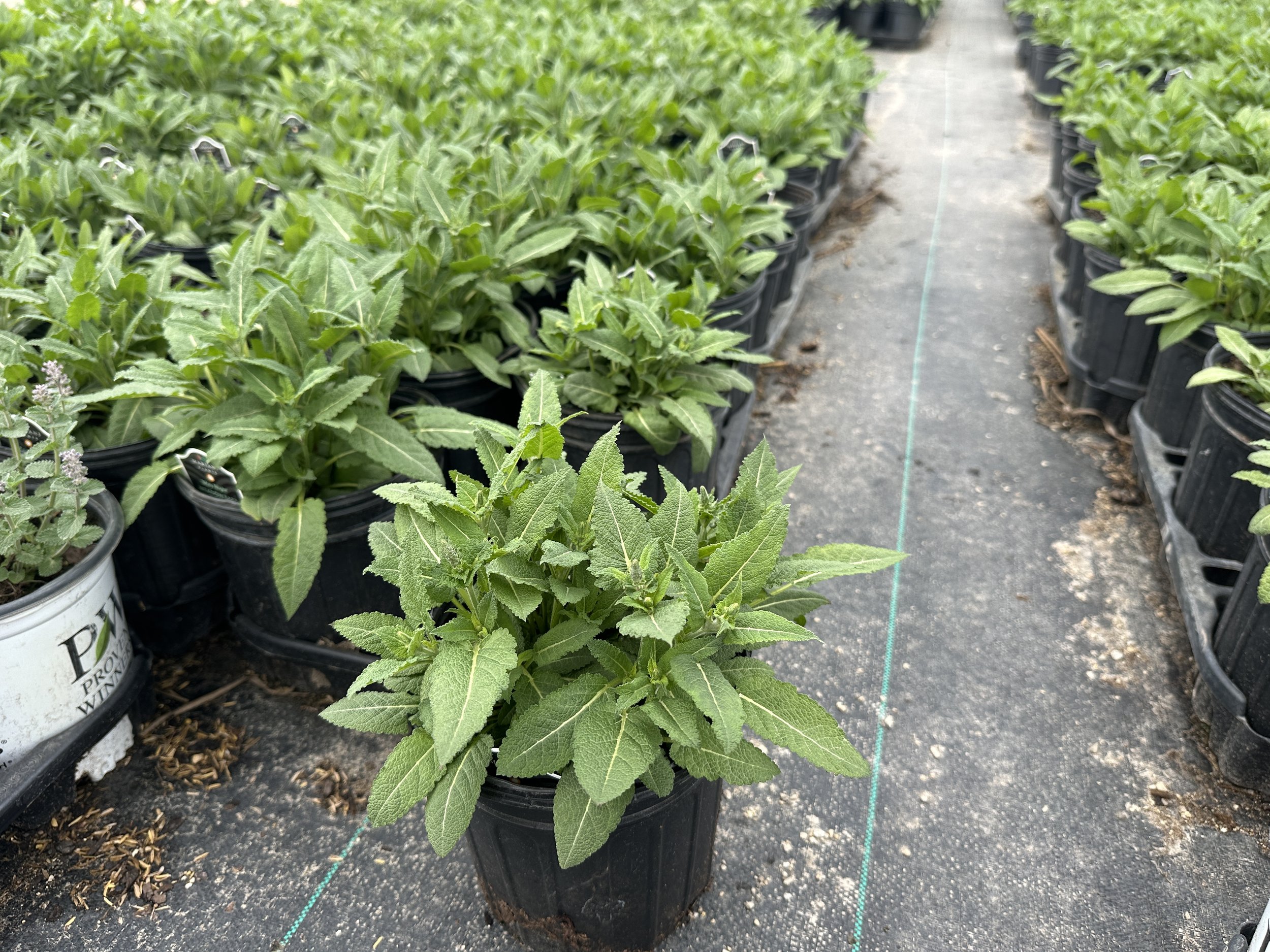 Salvia nemorosa 'May Night' ('Mainacht')