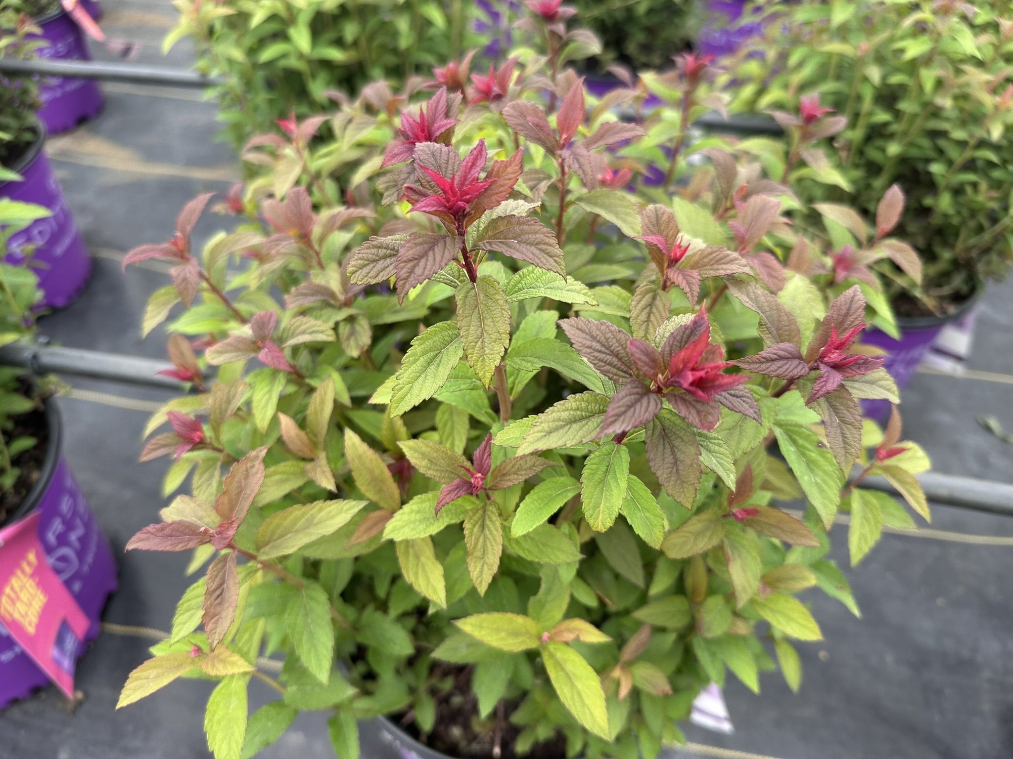 Spiraea x bumalda Superstar™ 'Denistar' PP22432