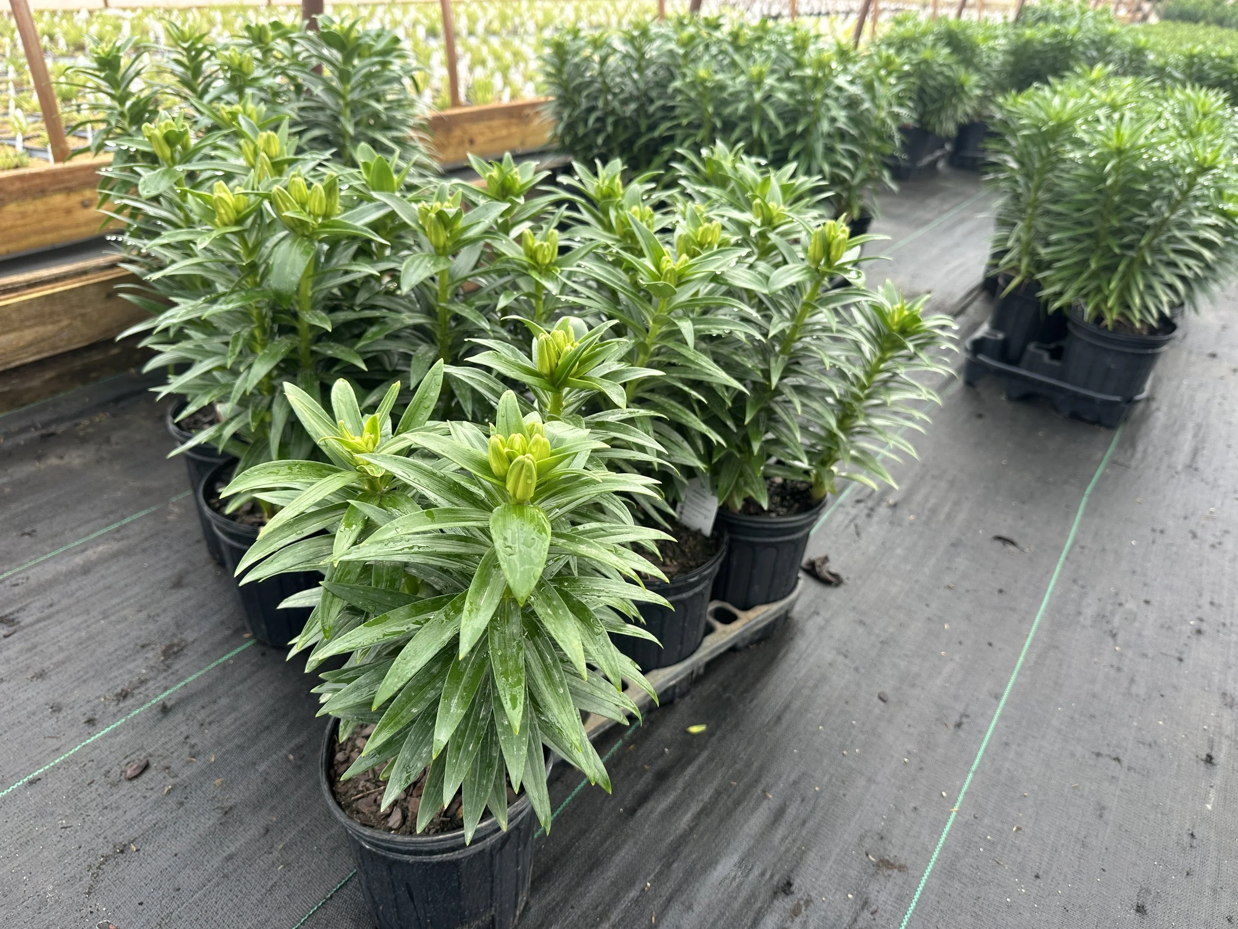 Lilium 'Tiny Cosmic' (Orange/Maroon)