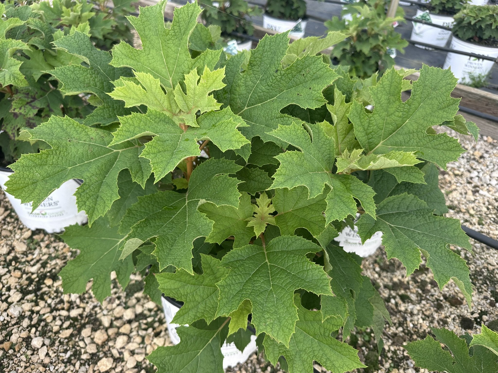 Hydrangea quercifolia Gatsby Glow Ball® 'NCHQ1' PPAF