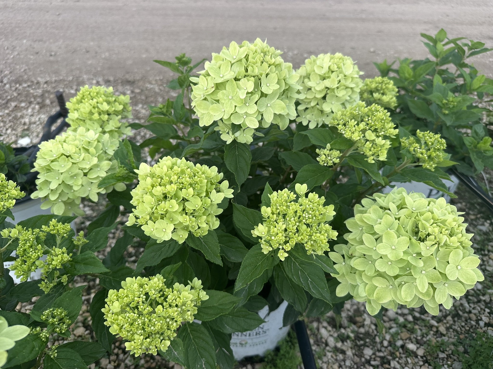 Hydrangea paniculata Little Lime® 'Jane' PP22330