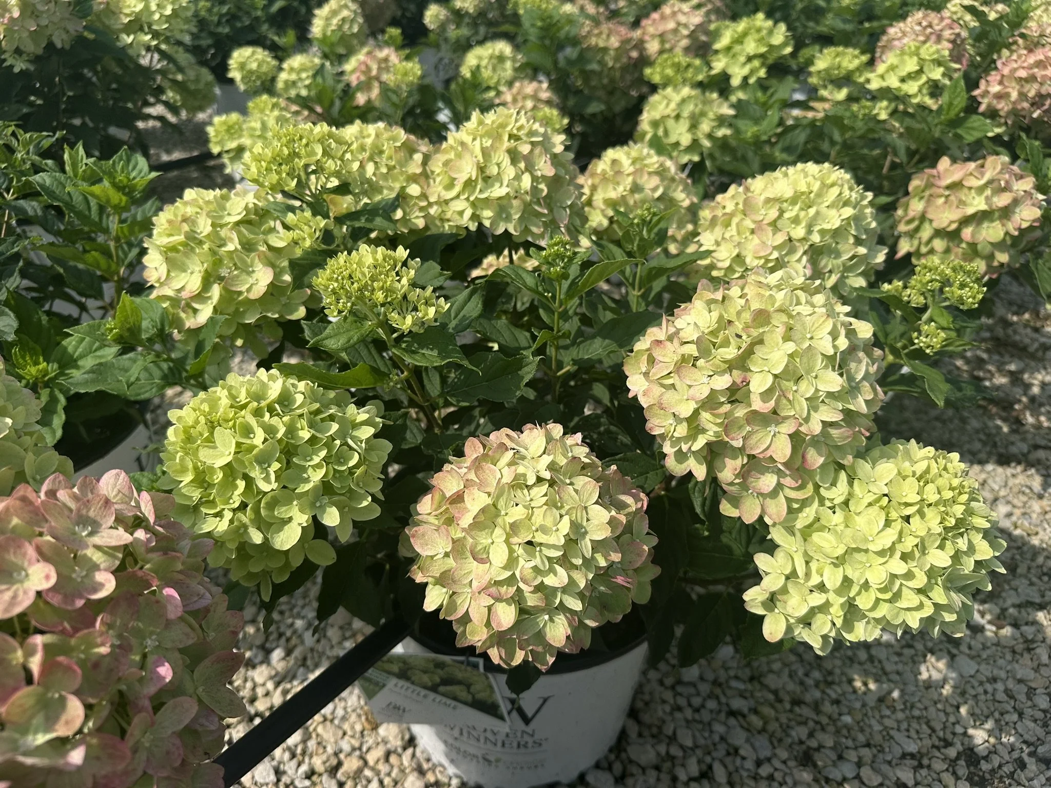 Hydrangea paniculata Little Lime® 'Jane' PP22330