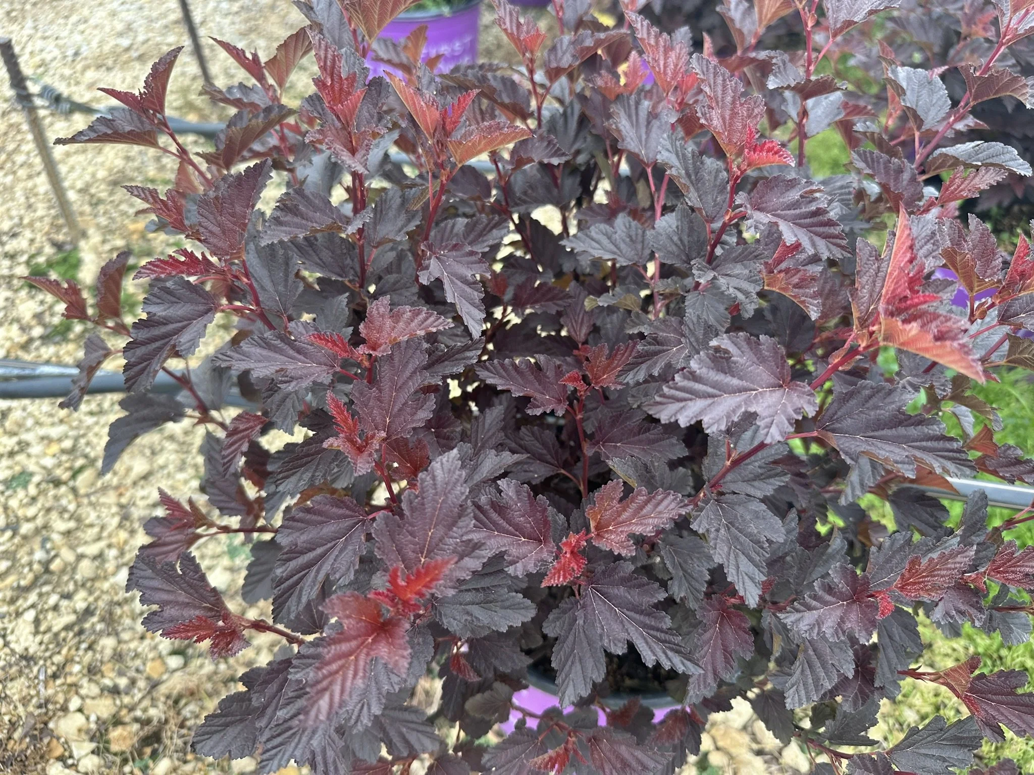 Physocarpus op. Fireside® 'UMNHarpell' PP30792