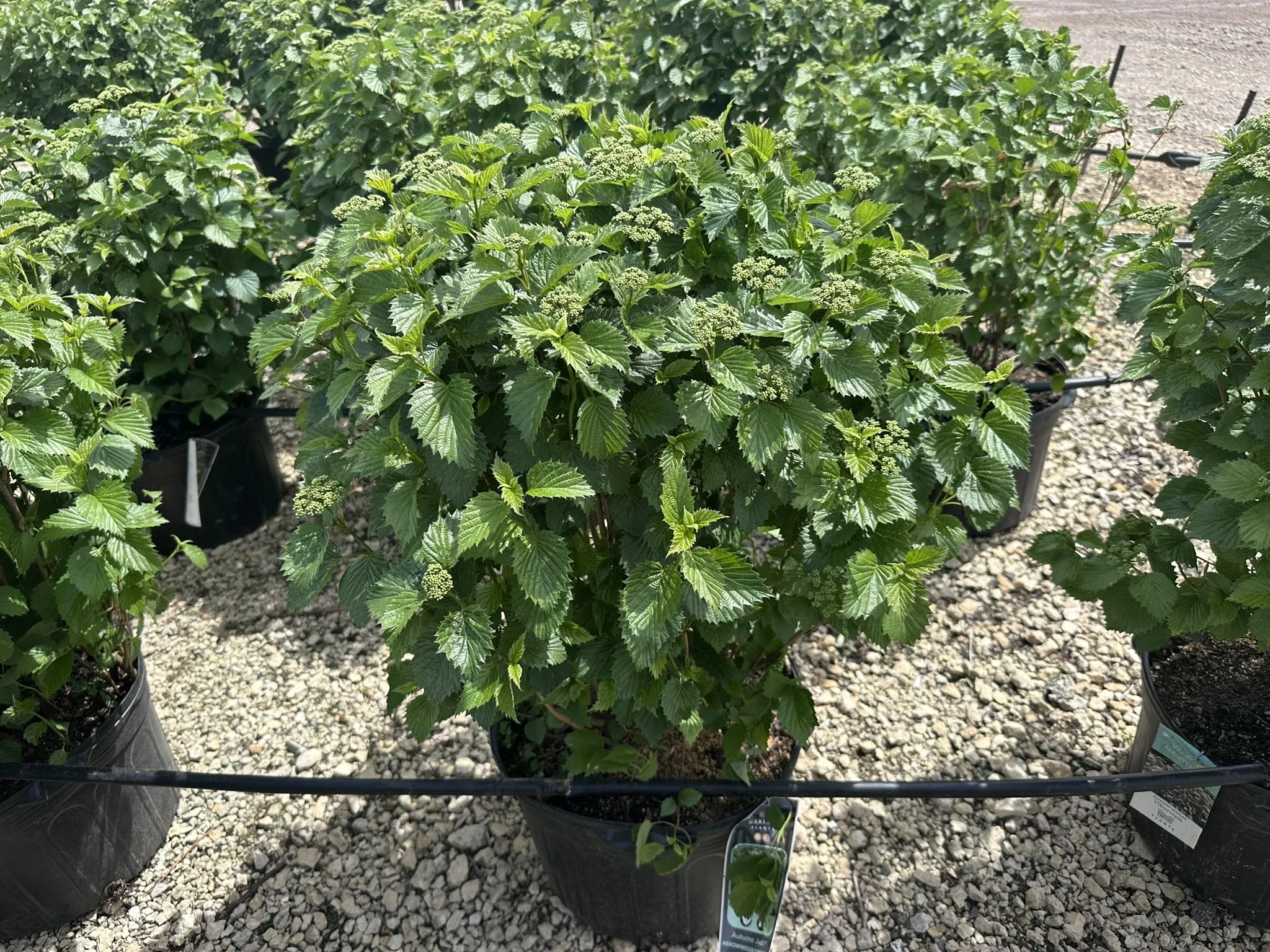 Viburnum dentatum Autumn Jazz® 'Ralph Sr.'