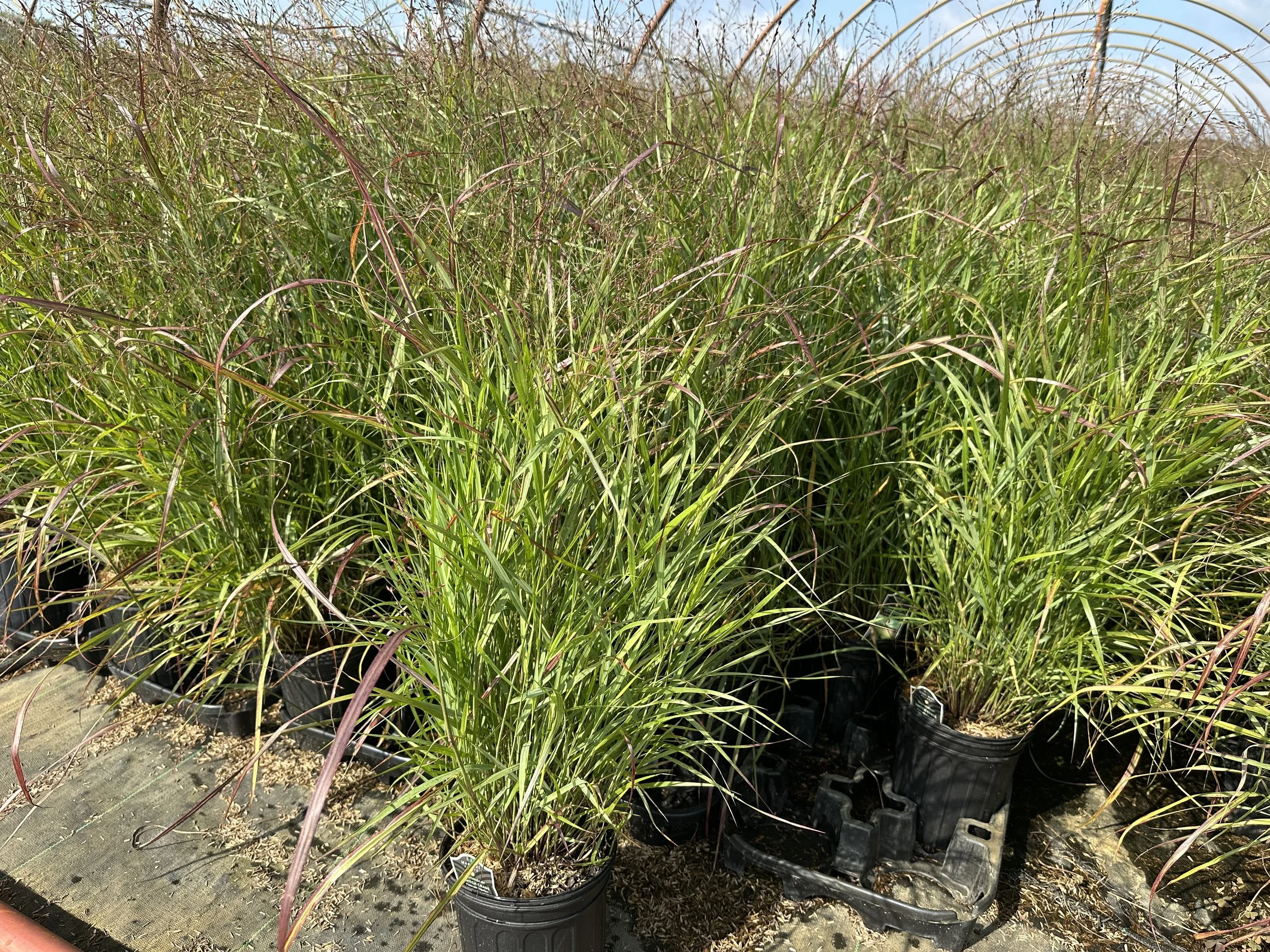 Panicum virgatum 'Shenandoah'