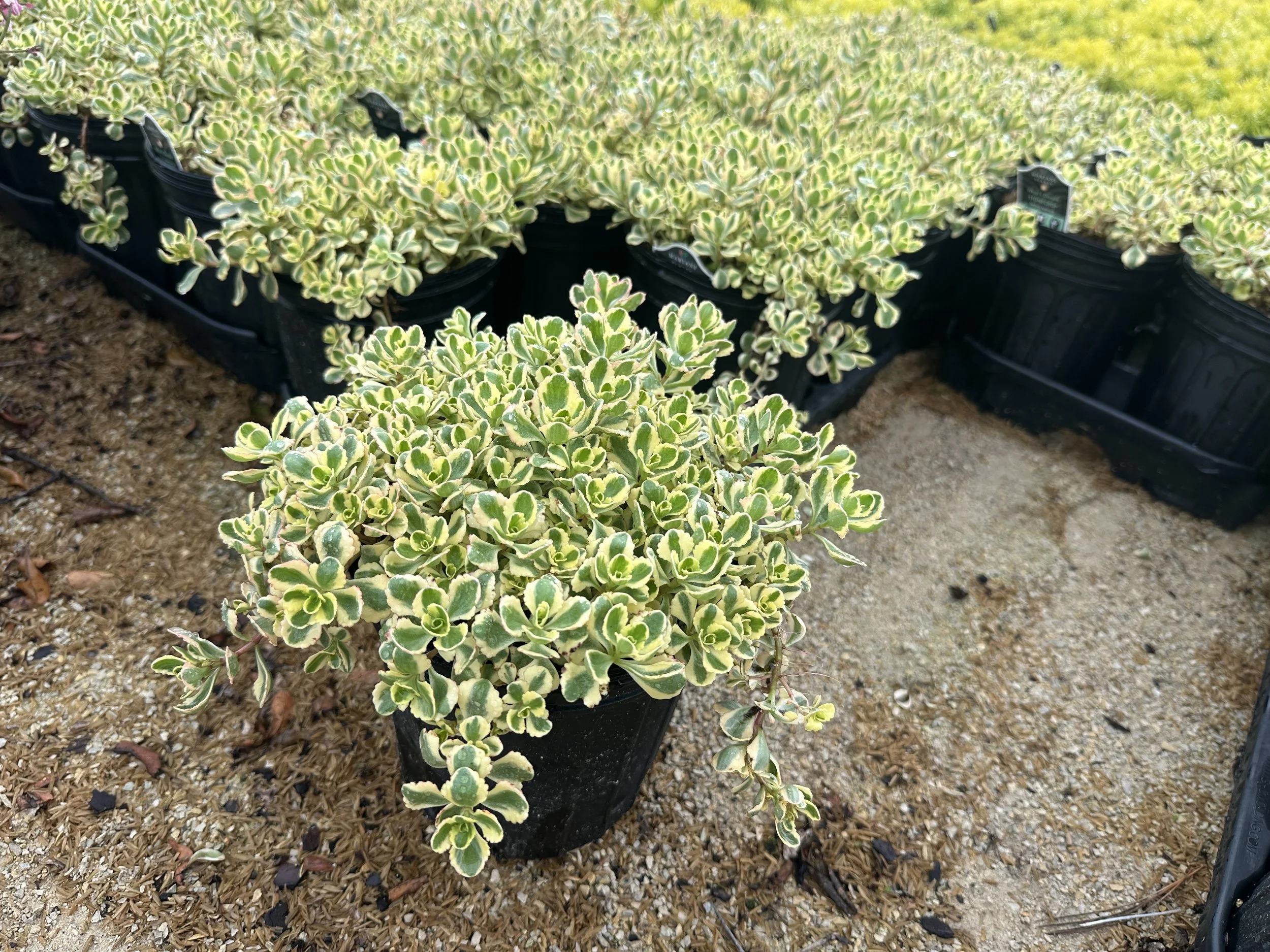 Sedum What a Doozie.JPG