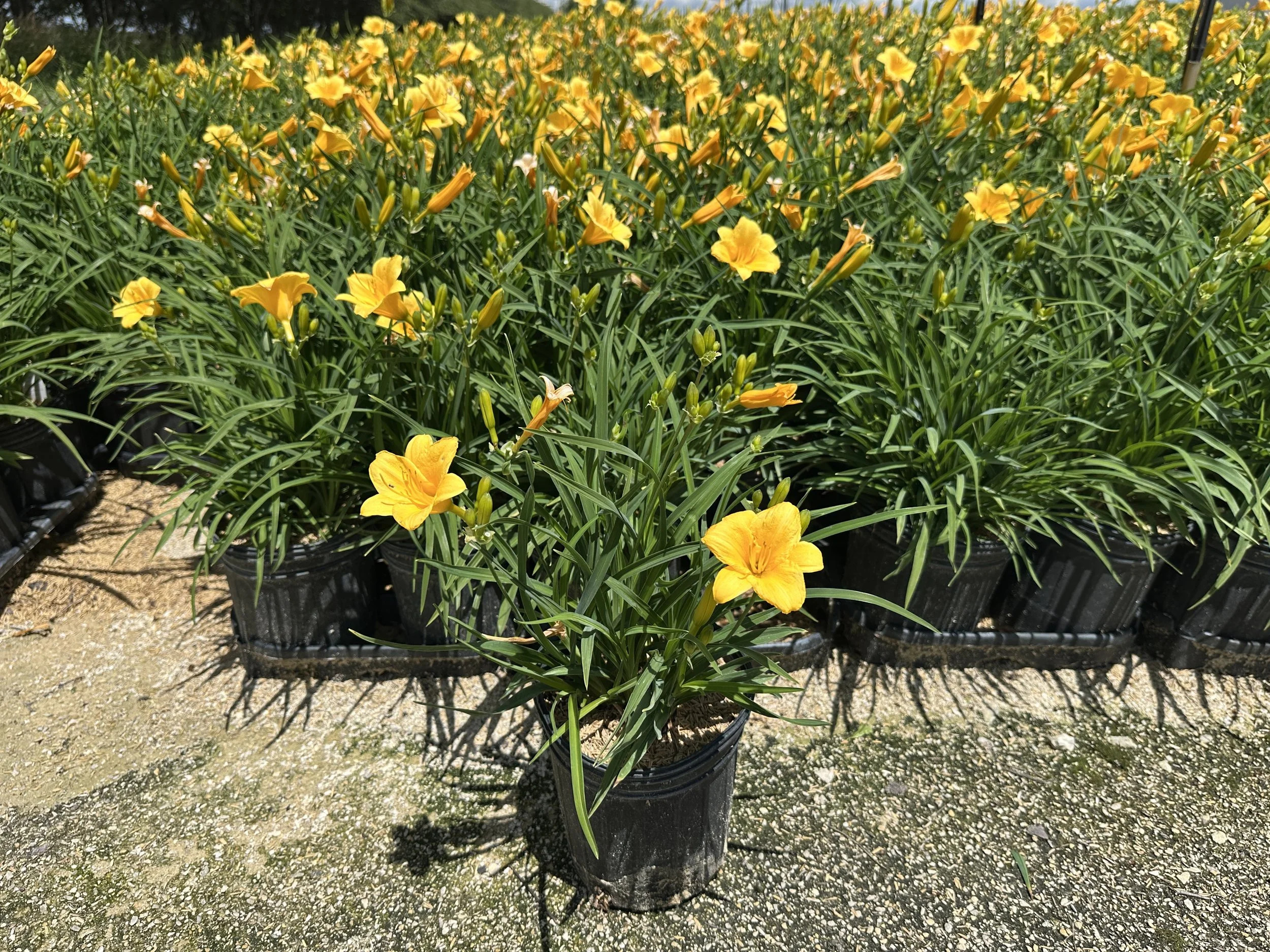 Hemerocallis 'Stella de Oro'
