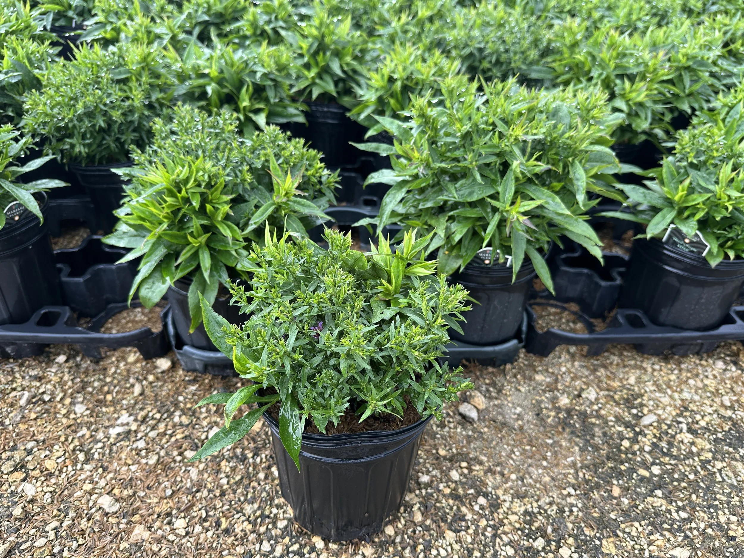 Aster 'Wood's Purple'
