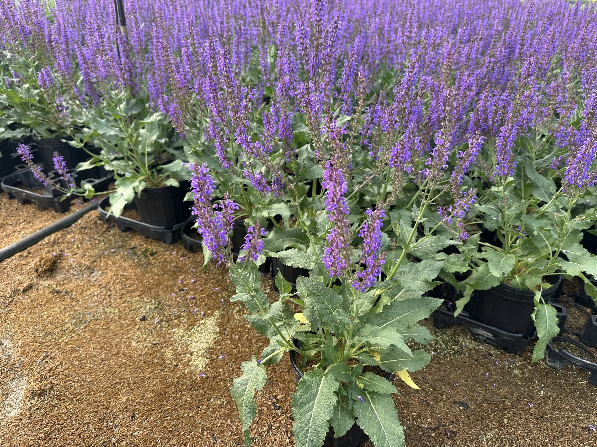 Salvia Blue By You.JPG