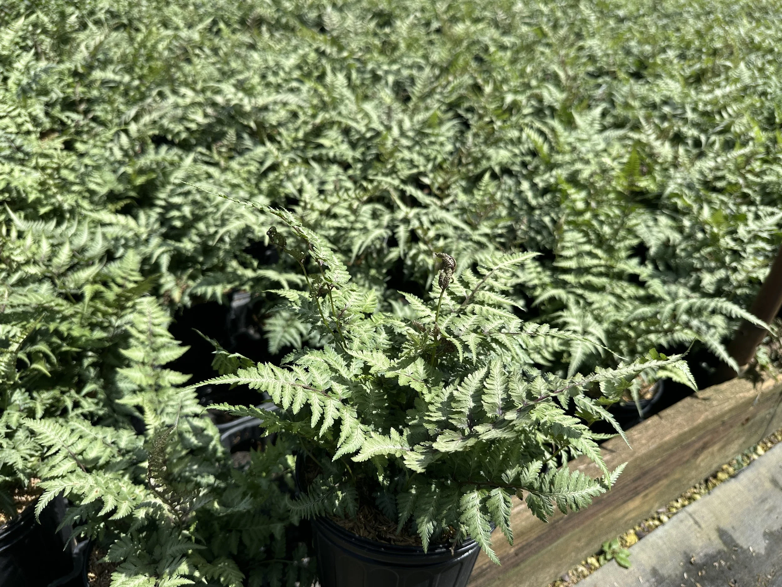 Athyrium niponicum 'Pictum'
