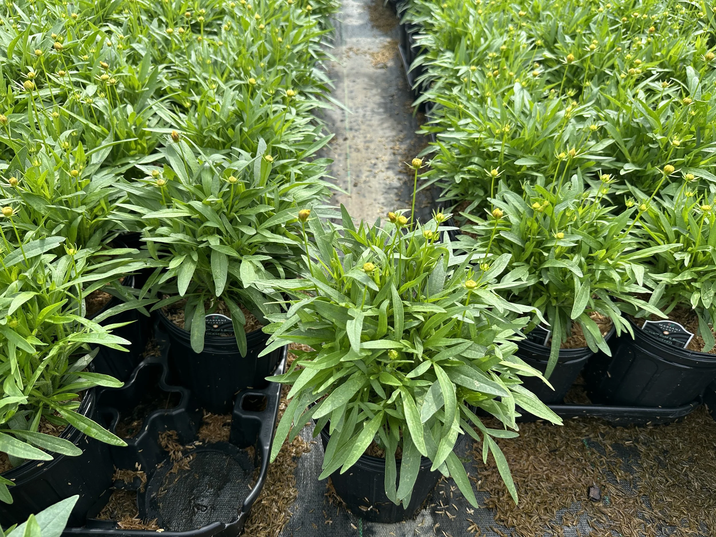 Coreopsis UpTick™ Gold & Bronze 'Baluptgonz' PP28882