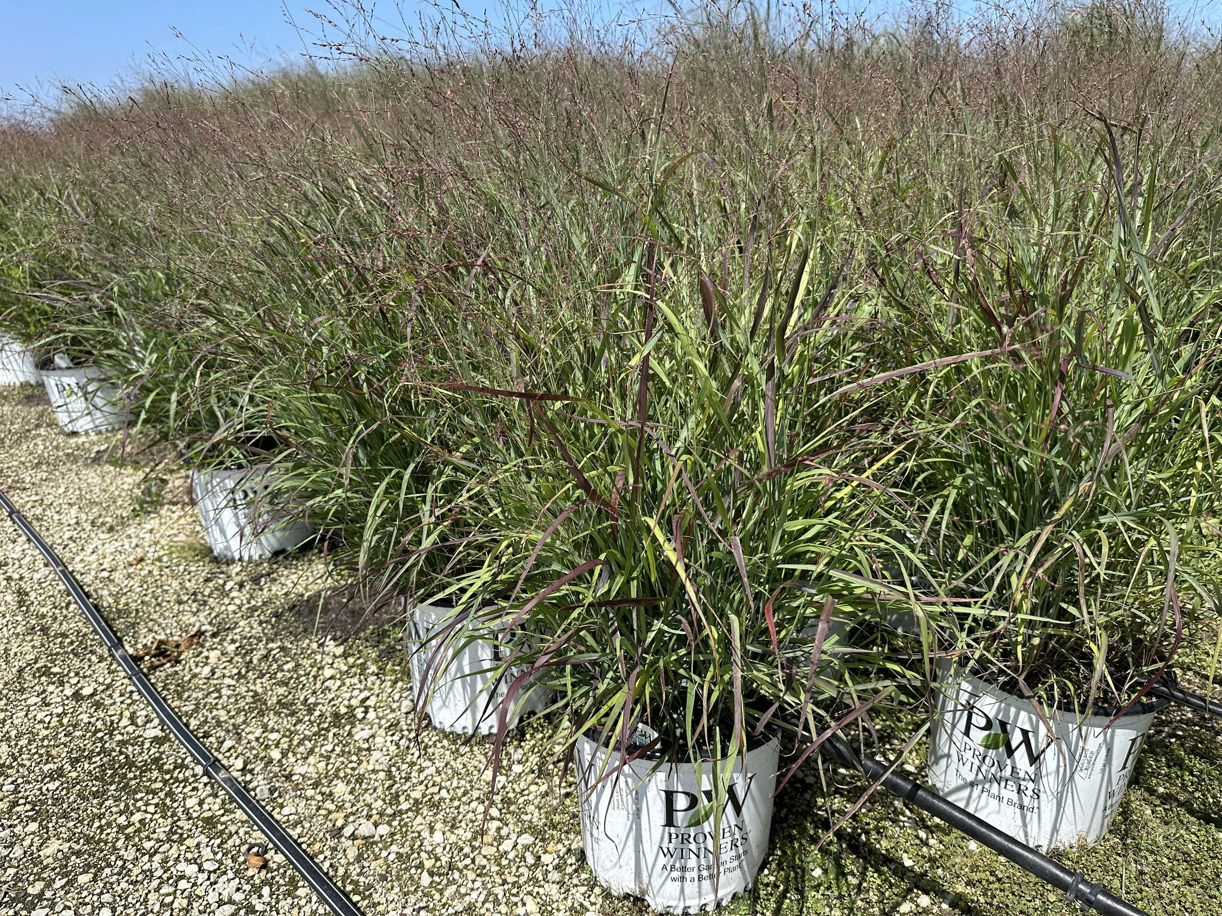 Panicum virgatum Prairie Winds® 'Cheyenne Sky' PP23209