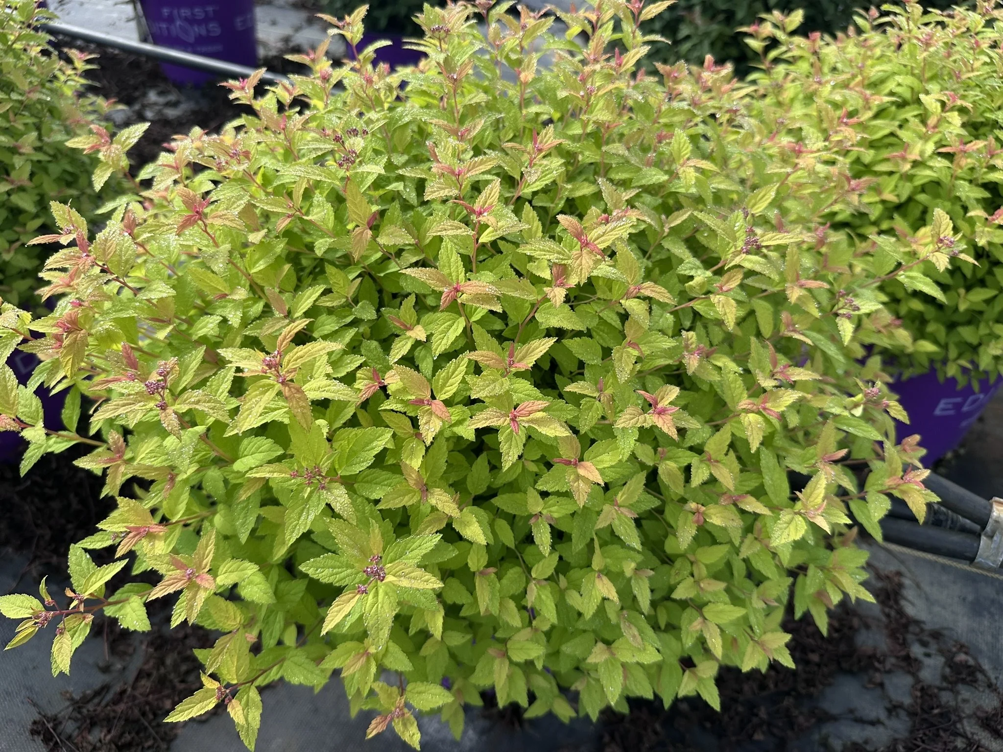 Spiraea japonica Little Spark® 'Minspil04' PP30819