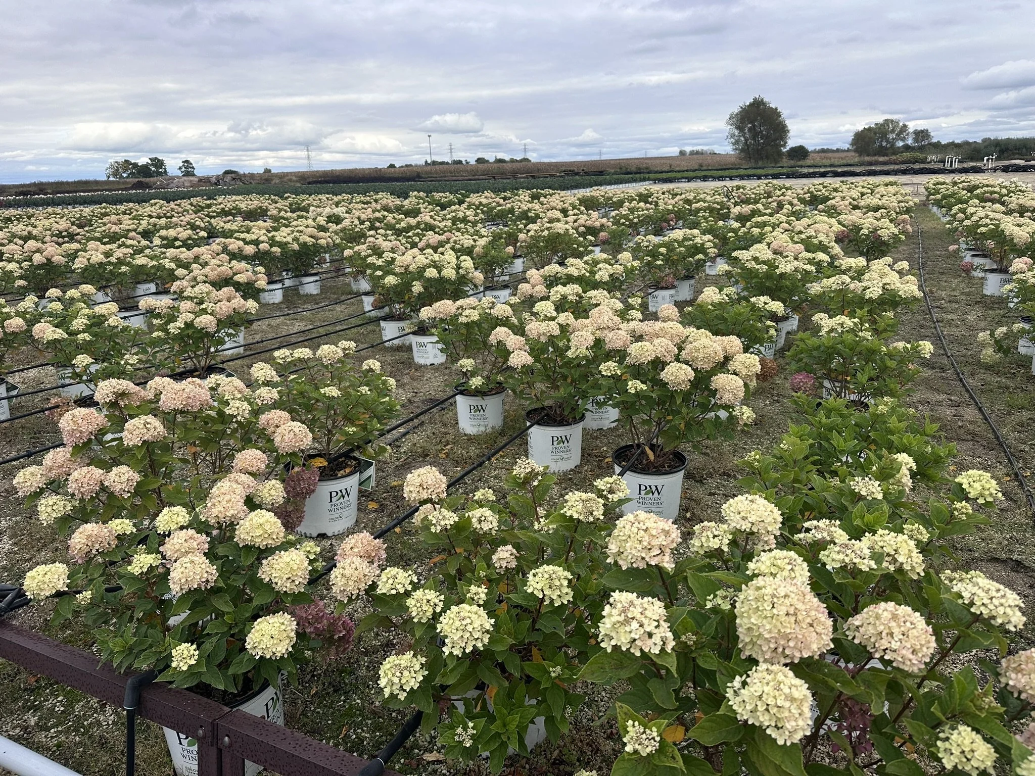 Hydrangea paniculata Little Lime® 'Jane' PP22330