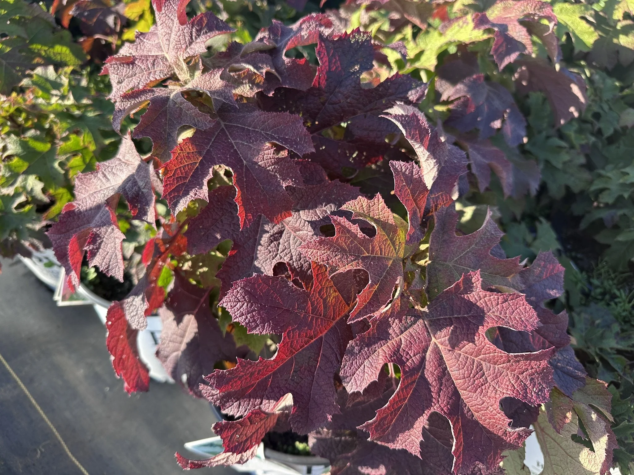 Hydrangea quercifolia Gatsby Glow Ball™ 'NCHQ1' PPAF