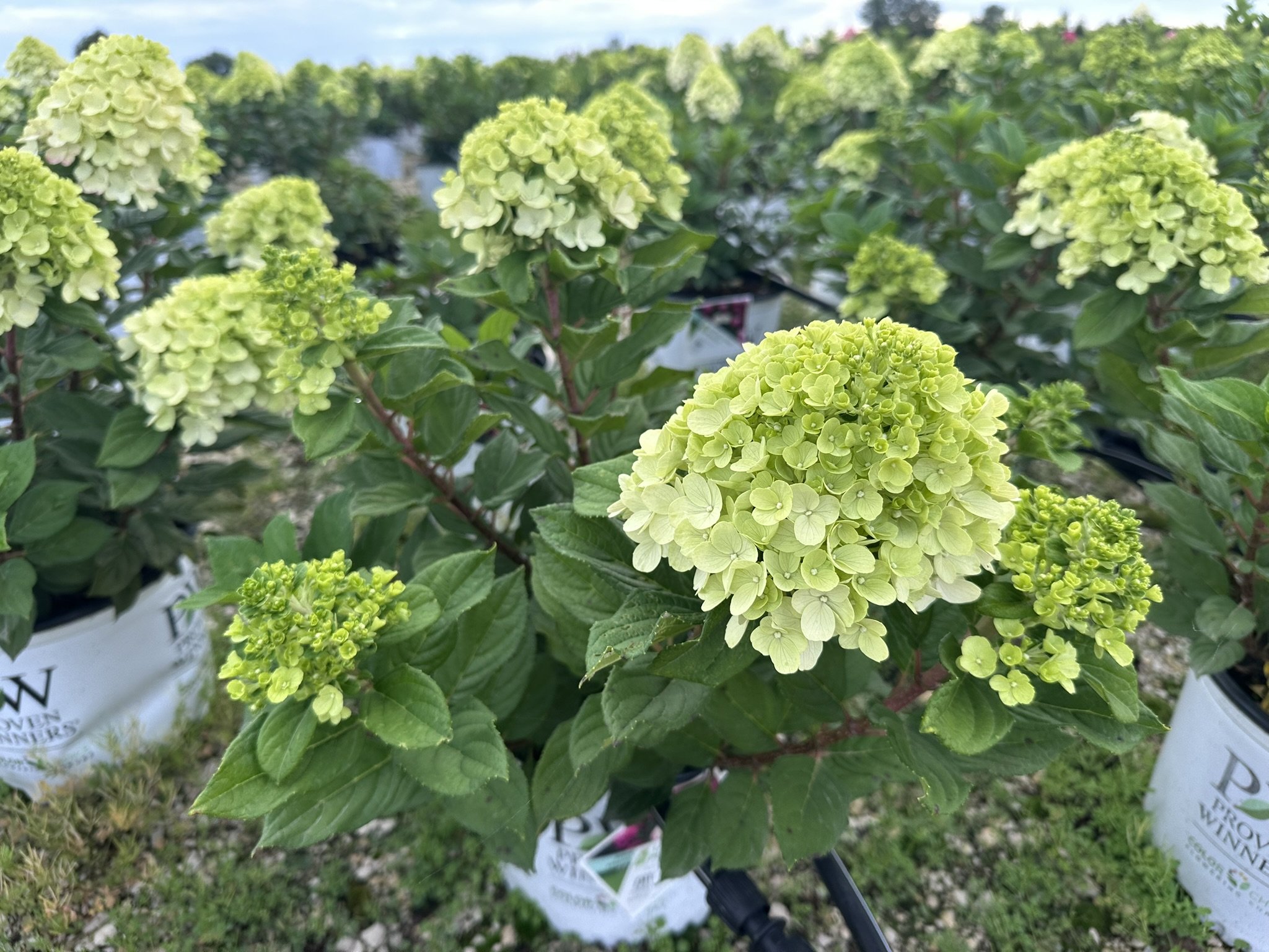 Hydrangea paniculata Little Lime Punch® 'SMNHPH' PP33207