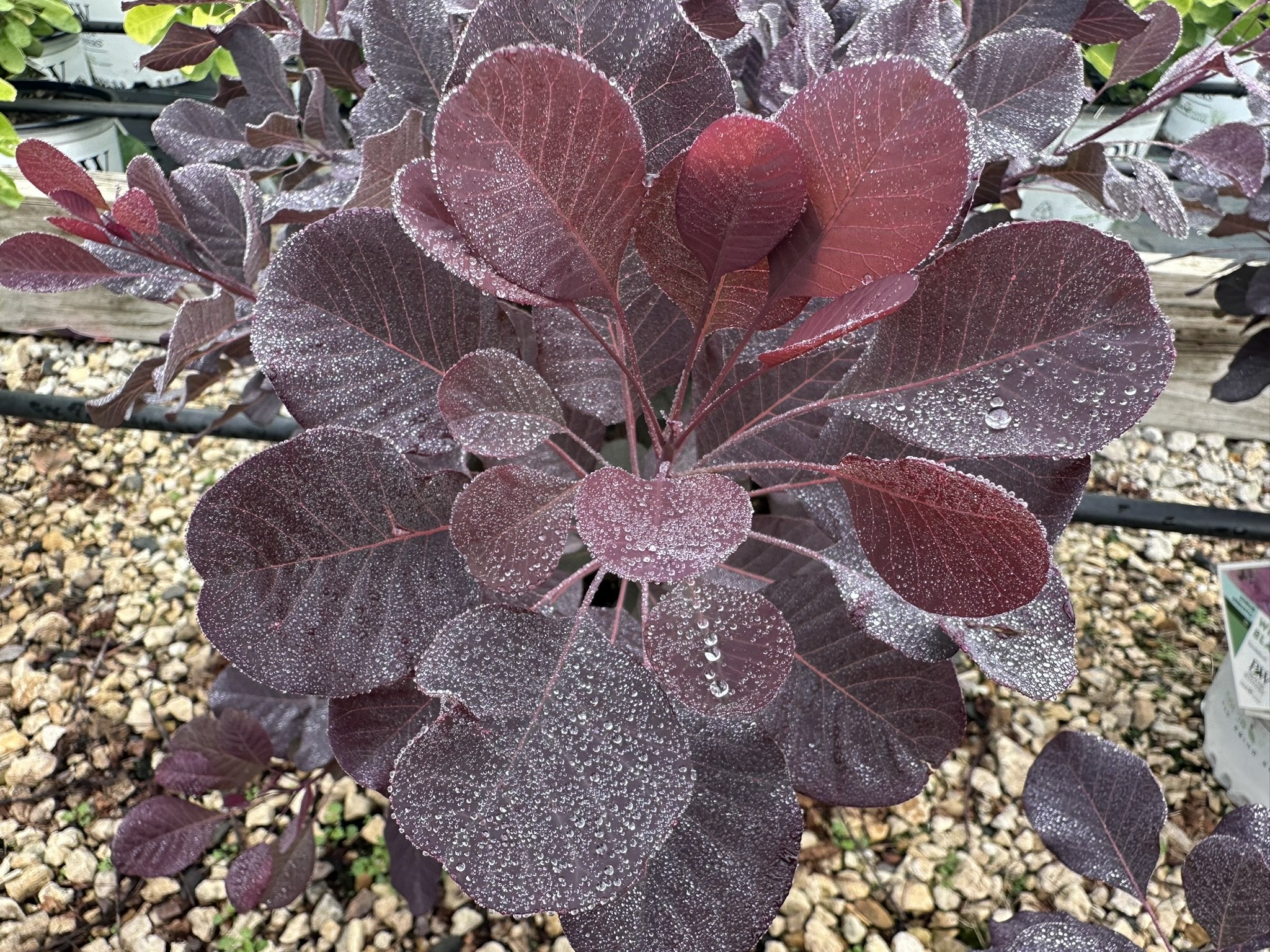 Cotinus coggygria Winecraft Black® 'NCC01' PP30216