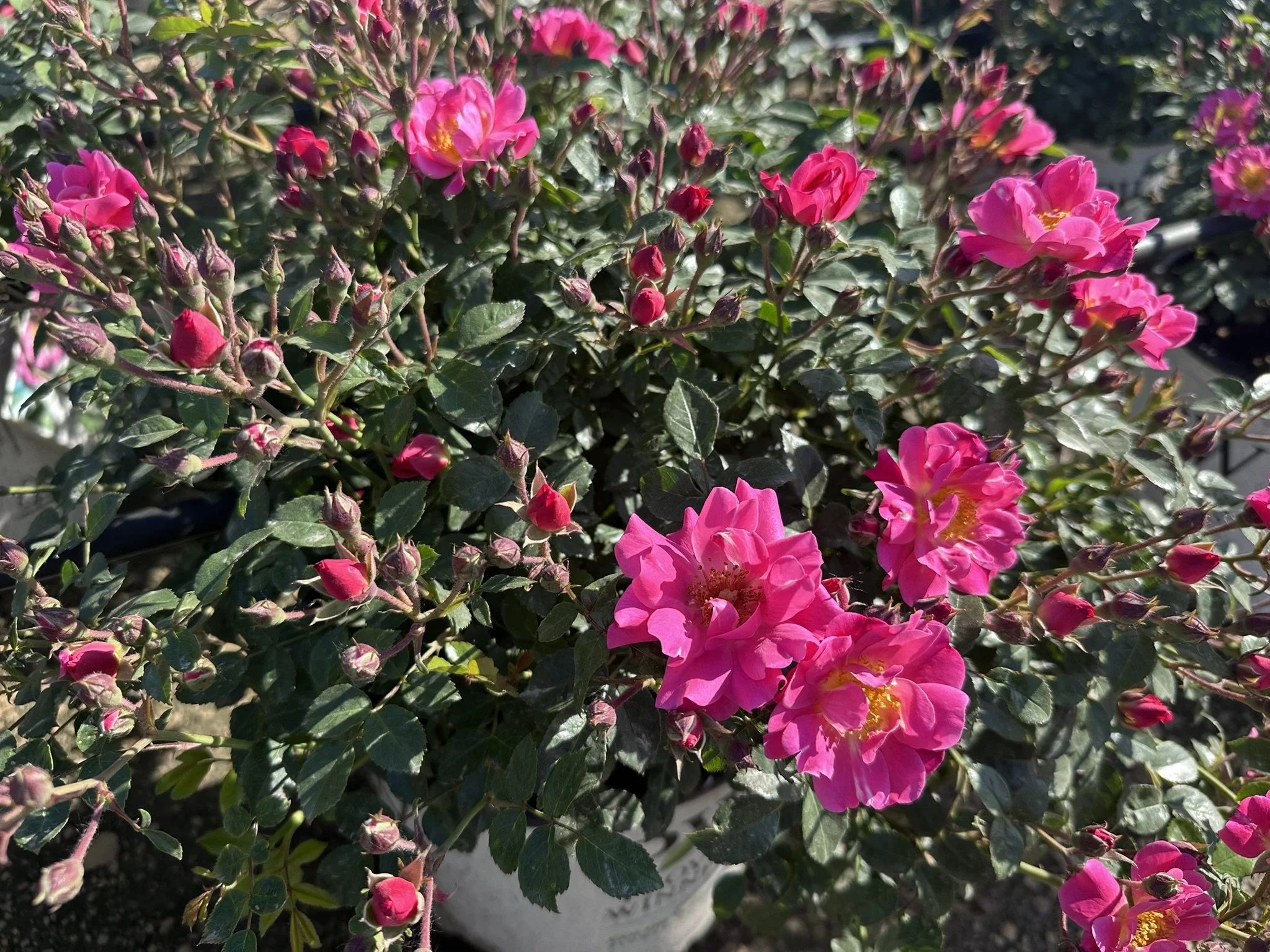 Rosa Oso Easy Double Pink® 'MEIRIFTDAY' 30912