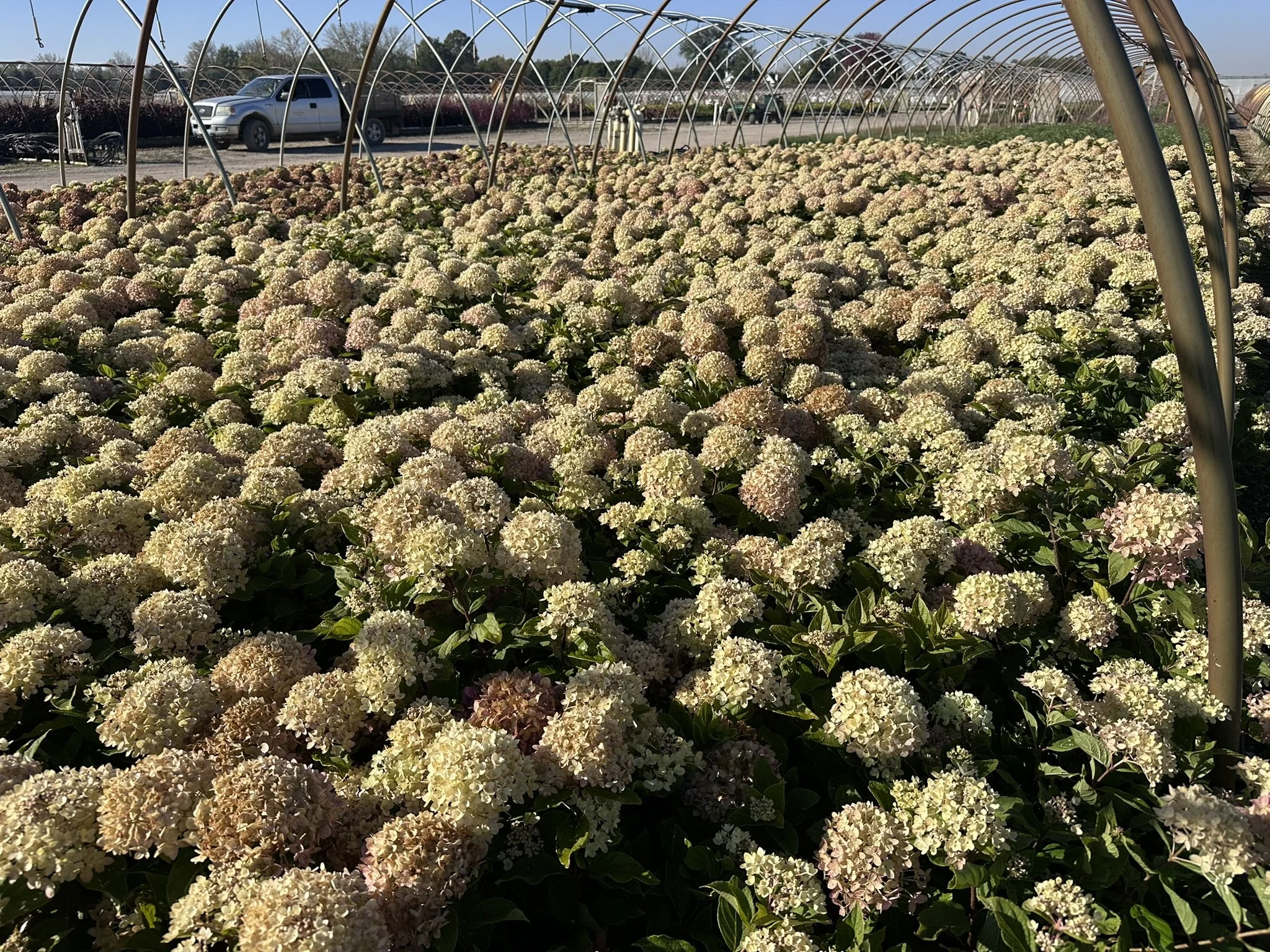 Hydrangea paniculata Little Lime® 'Jane' PP22330