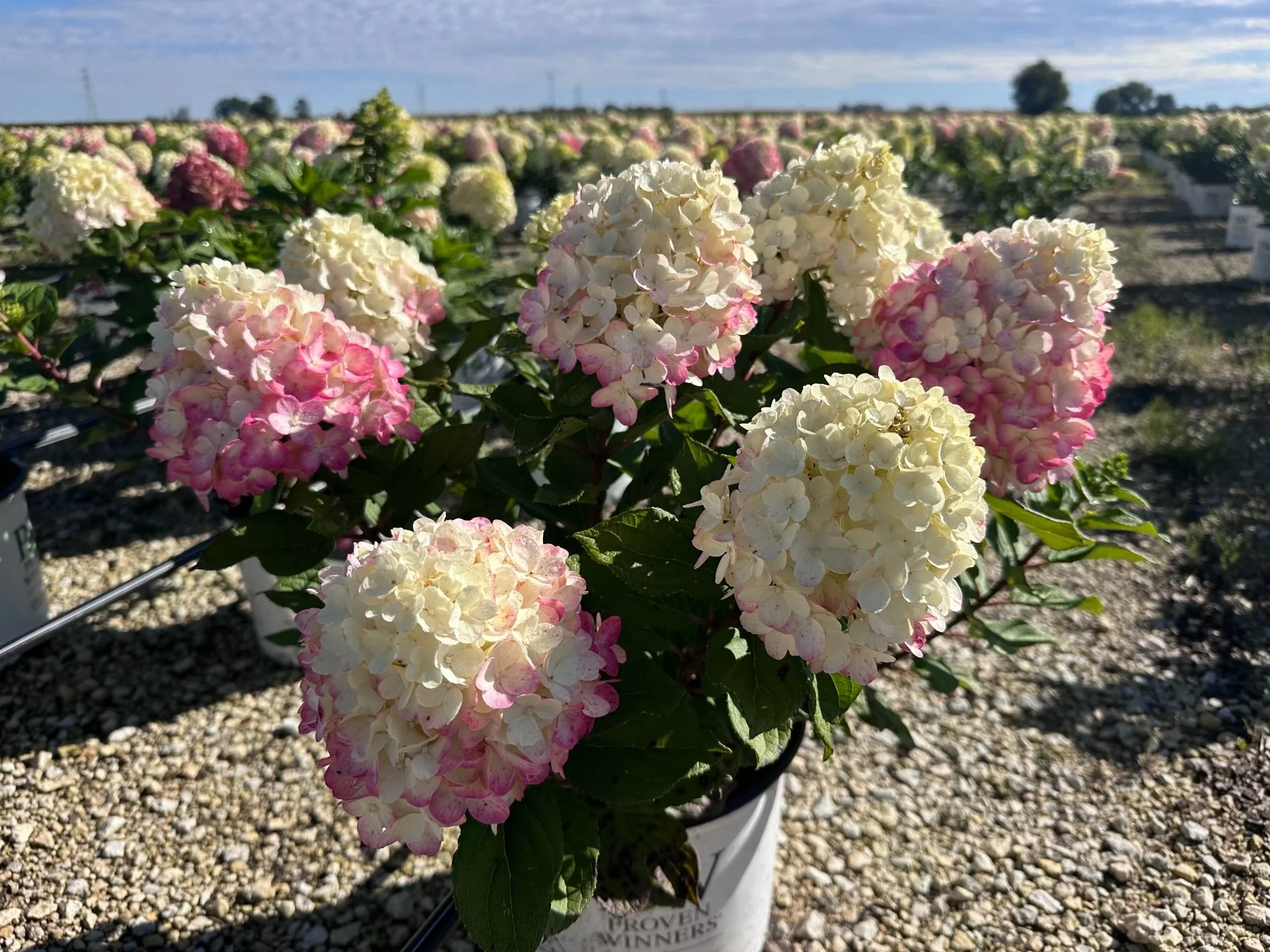 Hydrangea paniculata Little Lime Punch® 'SMNHPH' PP33207