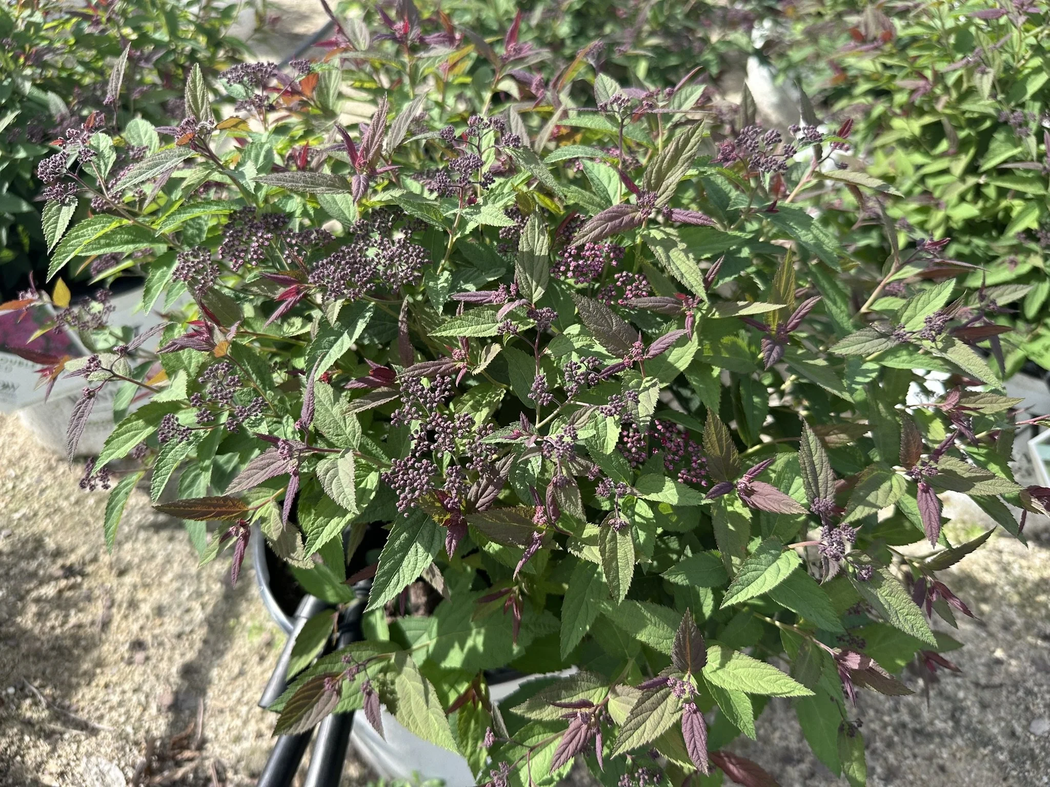 Spiraea japonica Double Play® Red 'SMNSJMFR' PP26993