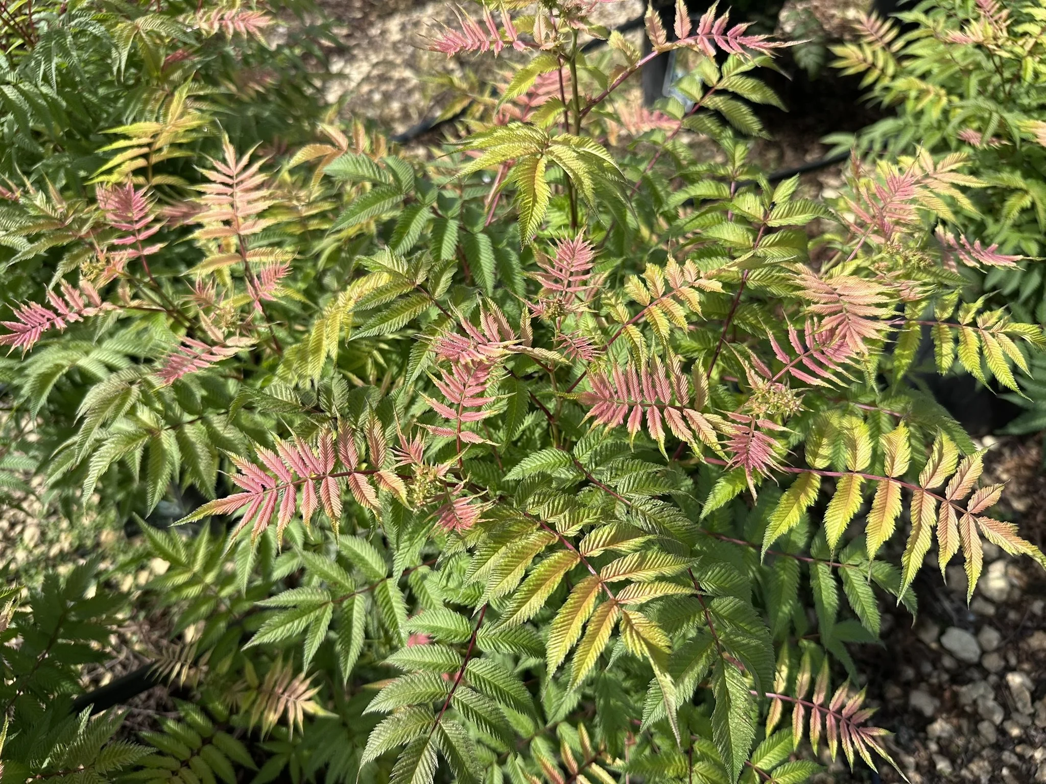 Sorbaria sorbifolia 'Sem' PP16336