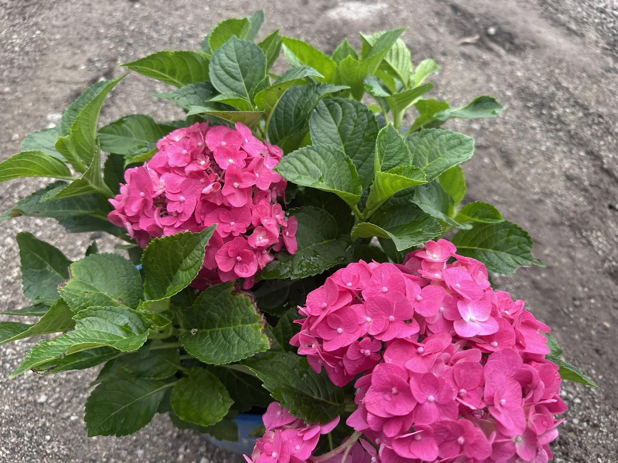 Hydrangea macrophylla Summer Crush® 'BAILMACFIVE' PP30359