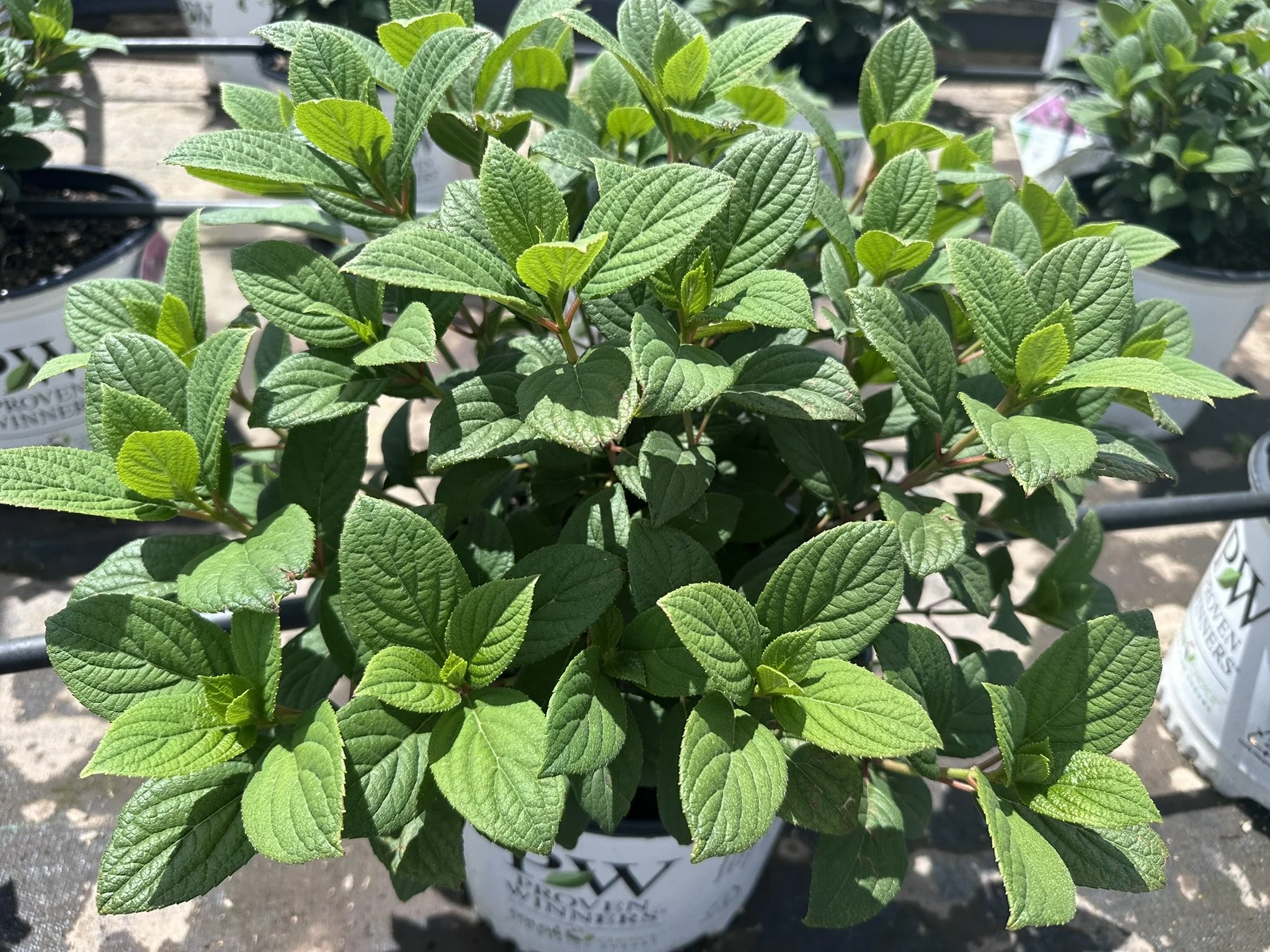 Hydrangea paniculata Little Quick Fire® 'SMHPLQF' PP25136