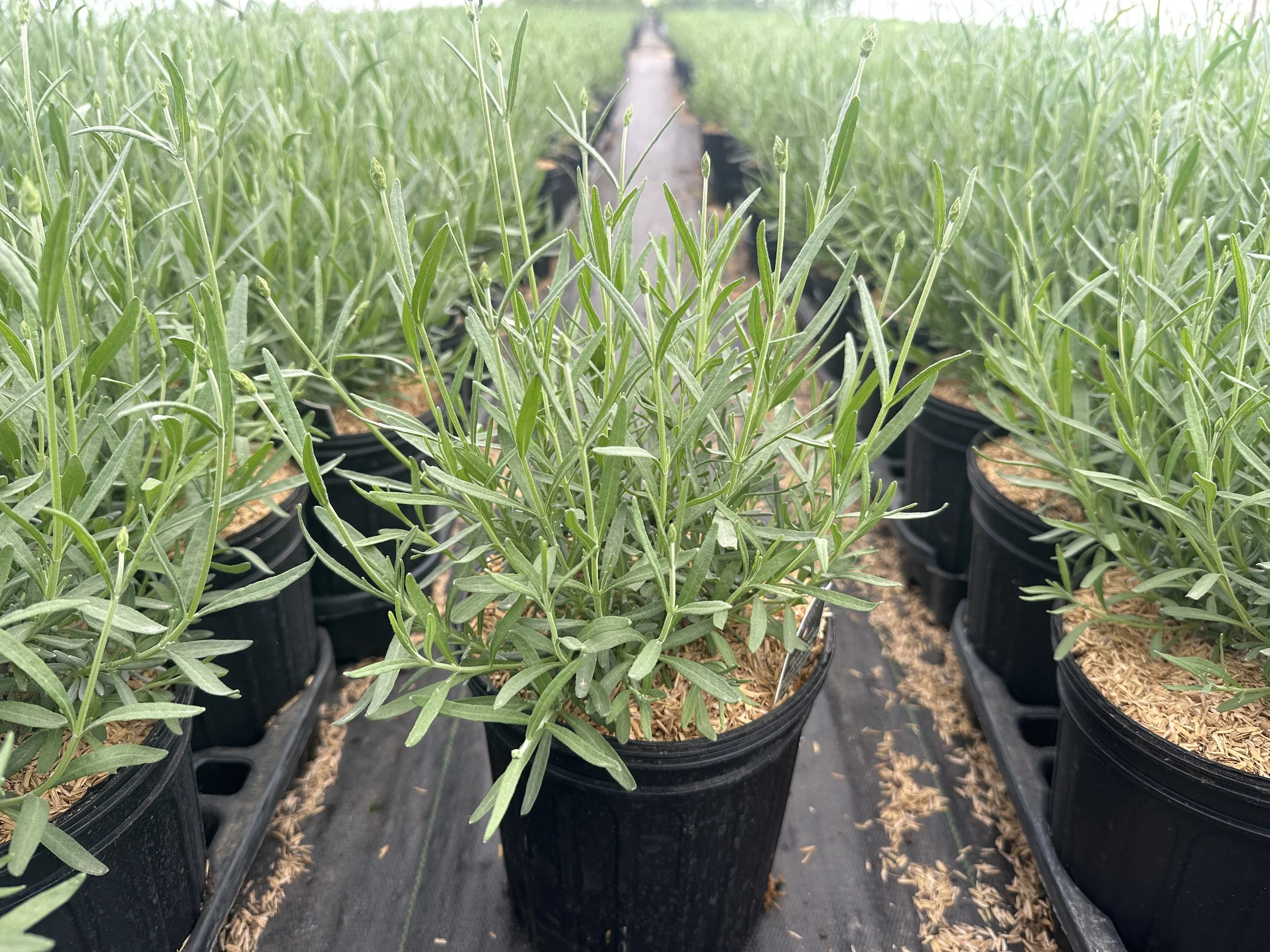 Lavandula angustifolia 'Imperial Gem'