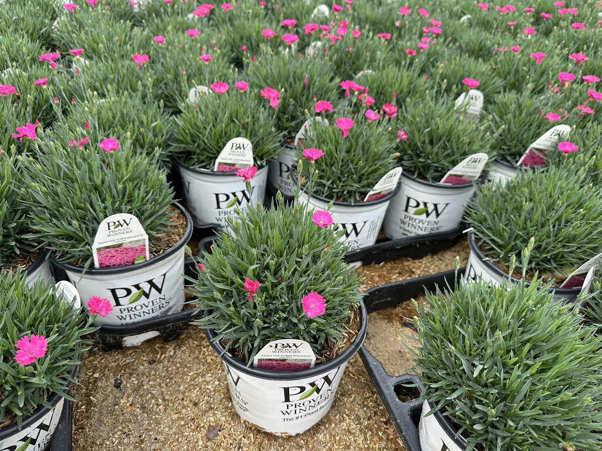 Dianthus 'Paint the Town Magenta' PP29222
