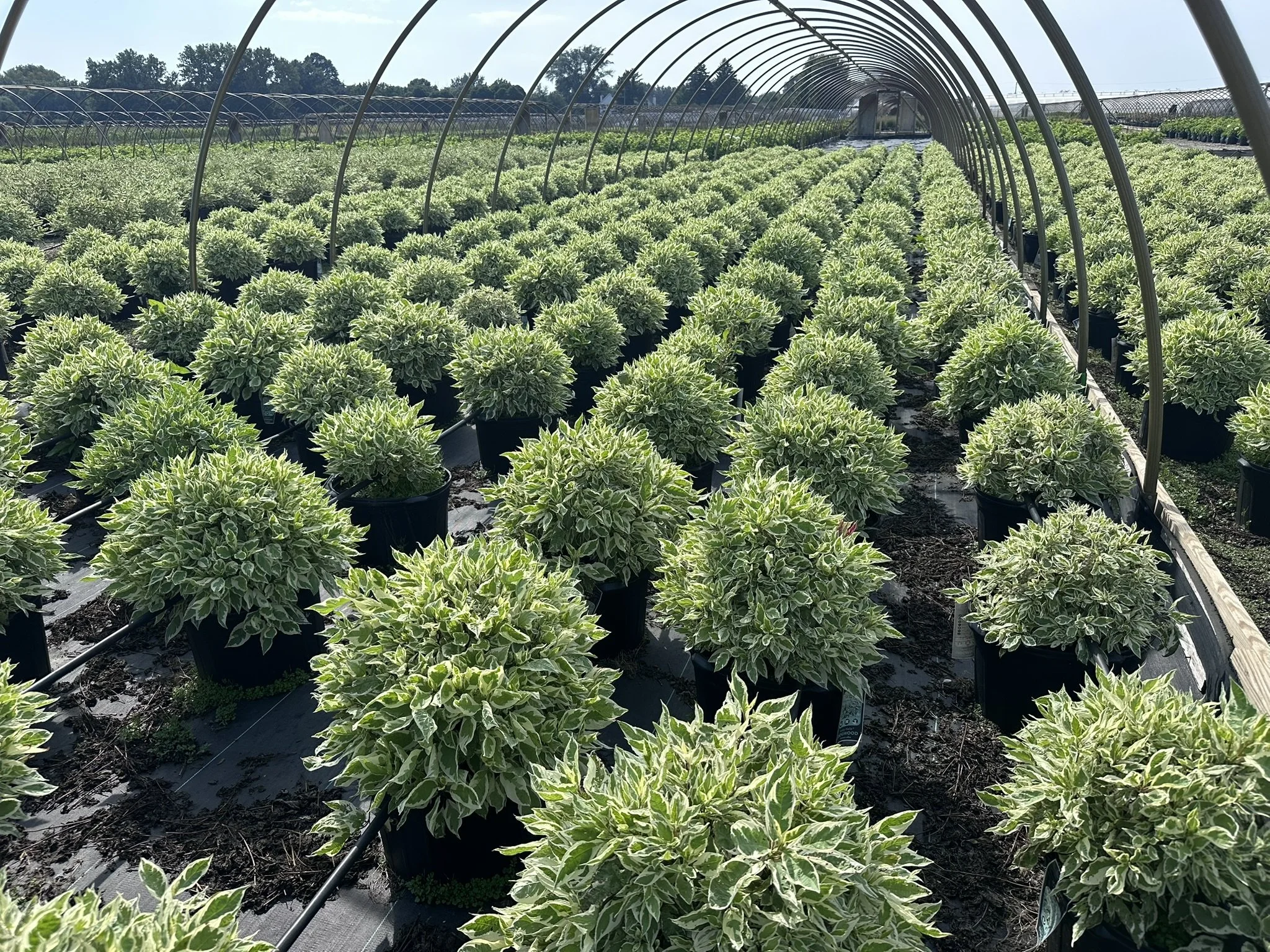 Cornus alba Ivory Halo® 'Bailhalo'