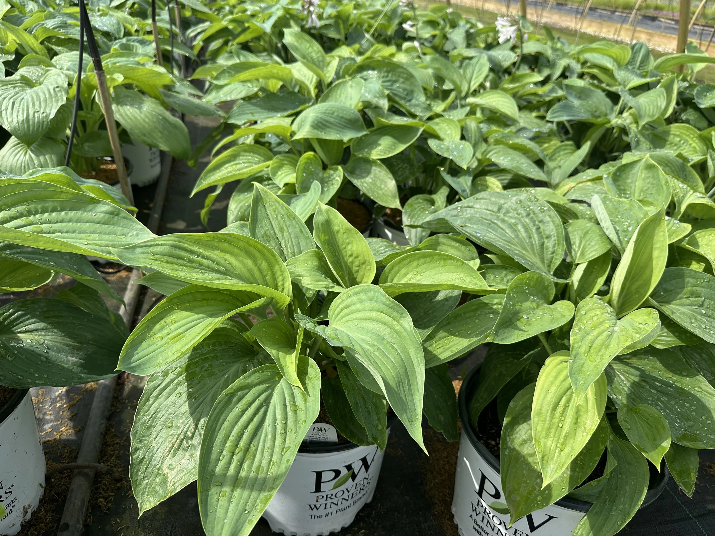 Hosta Shadowland® 'Empress Wu' PP20774