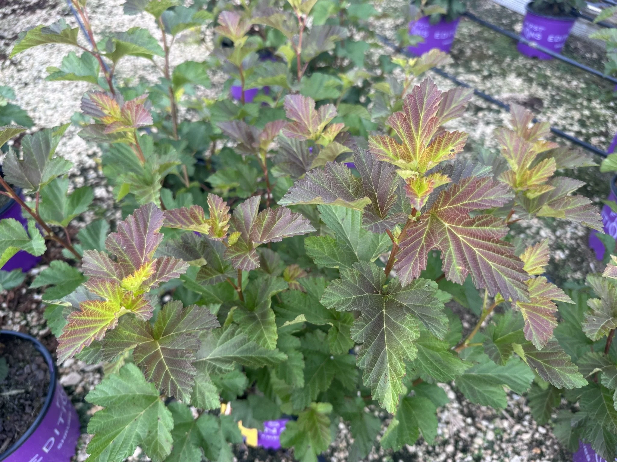 Physocarpus op. Amber Jubilee™ 'Jefam' PP23177