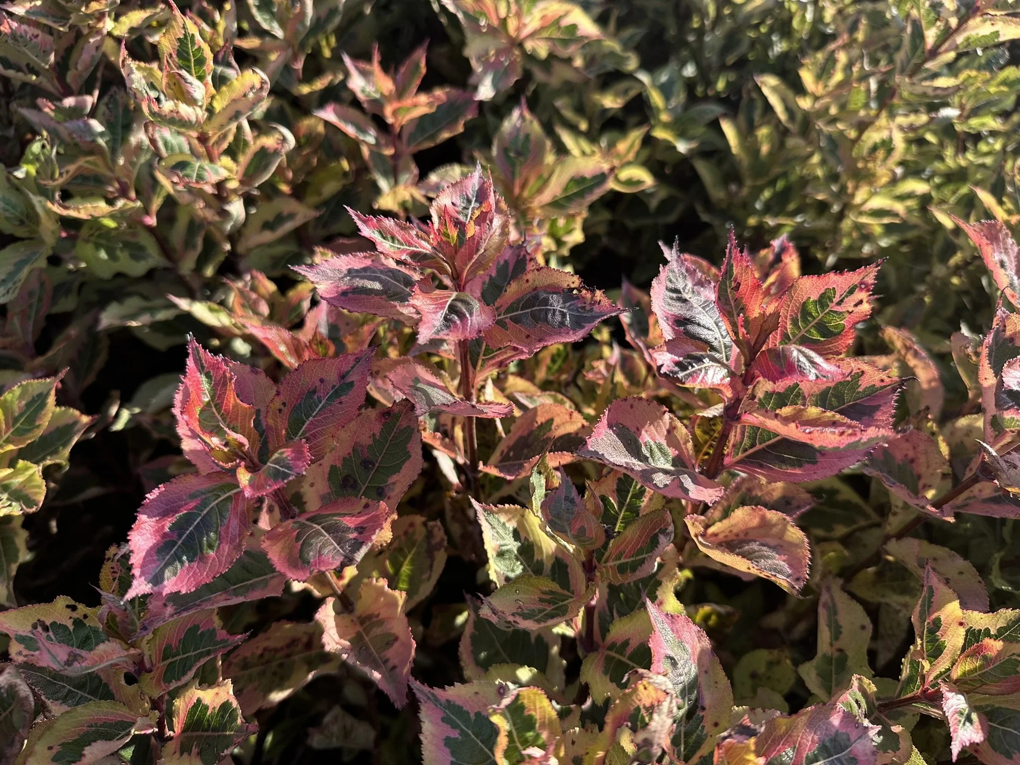 Weigela florida Rainbow Sensation™ 'Kolmagira' PP20384
