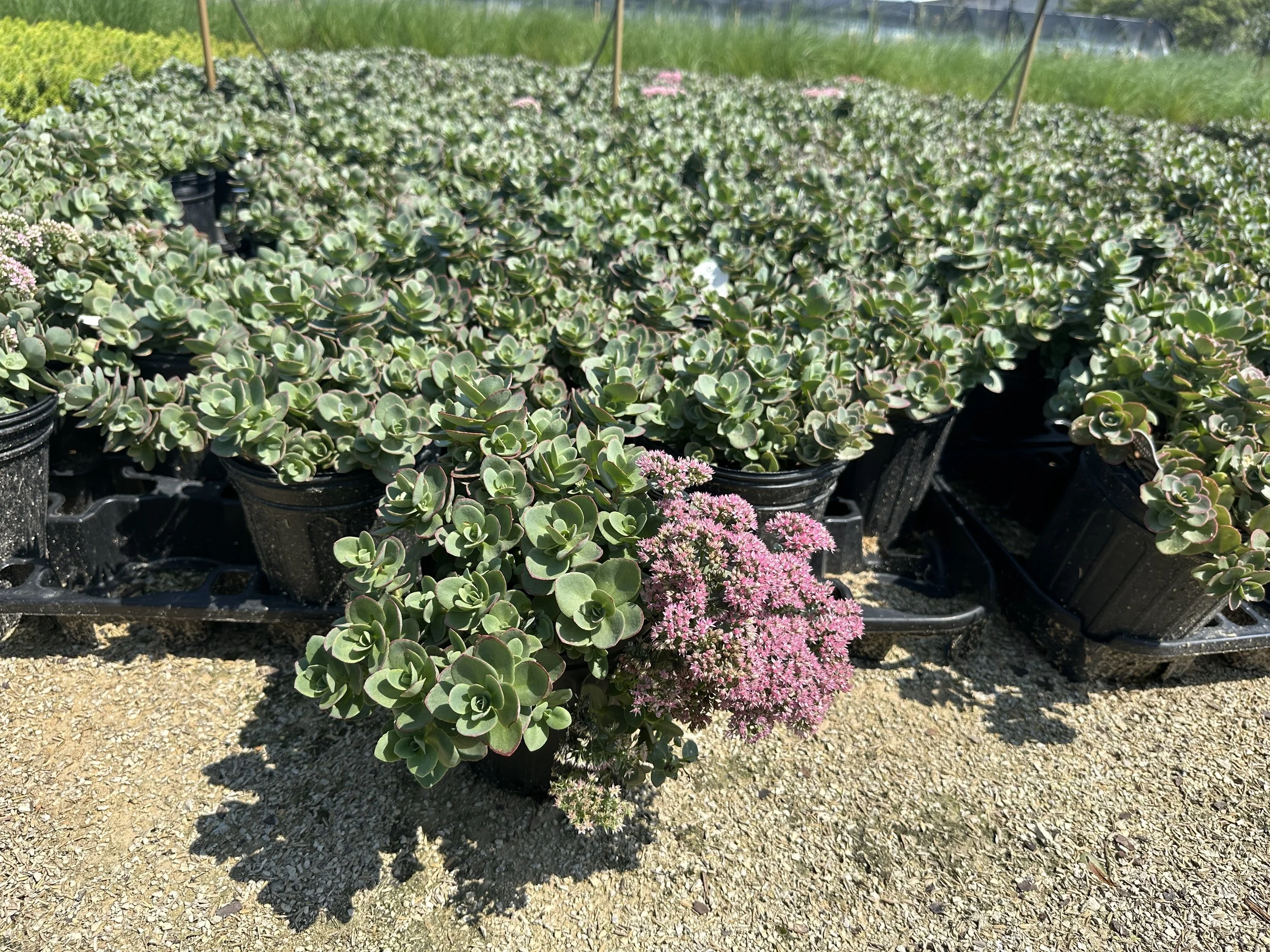 Sedum SunSparkler® 'Lime Zinger' PP24632