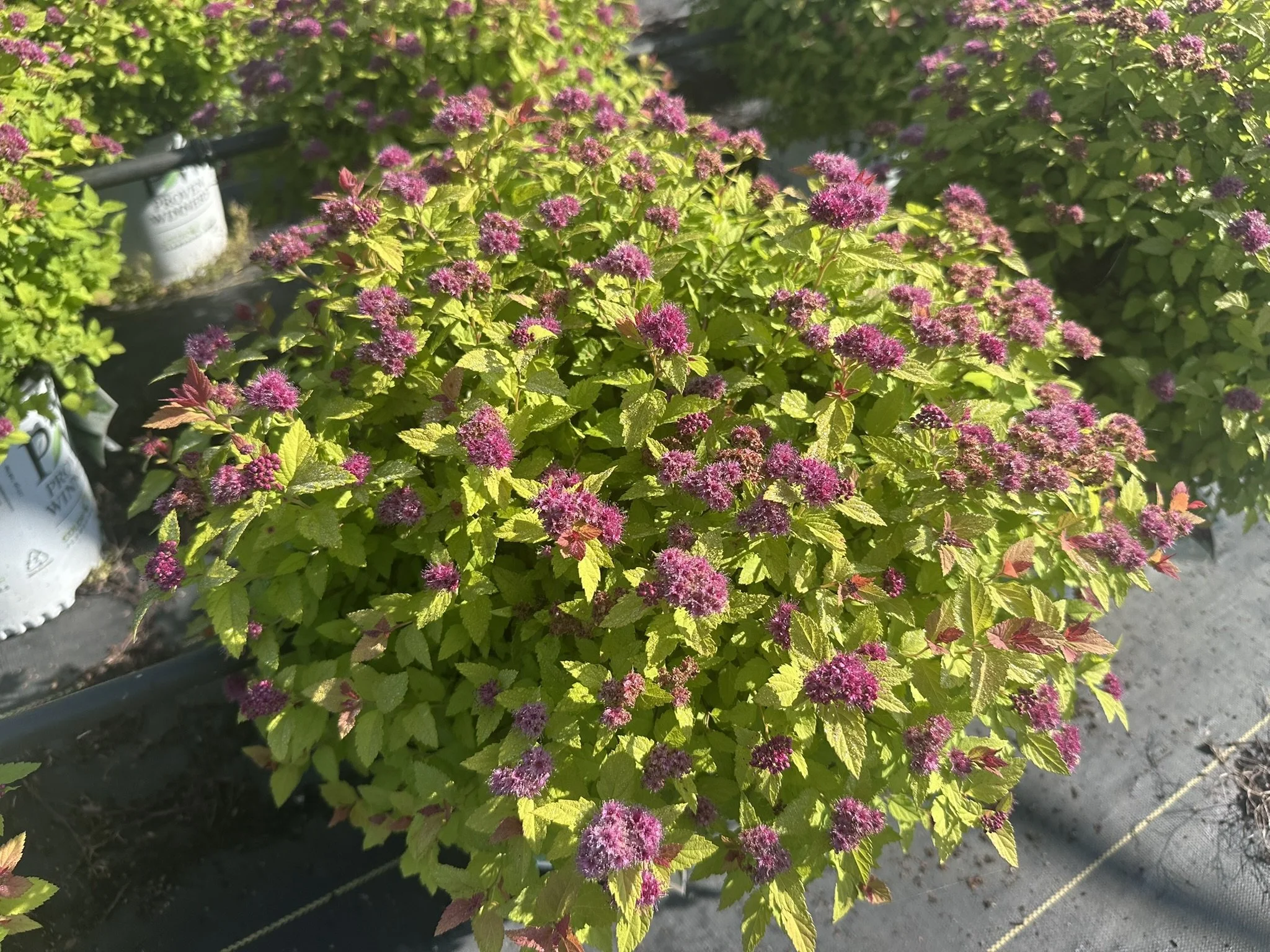 Spiraea japonica Double Play Dolly® 'SMNSJSA' PP35032