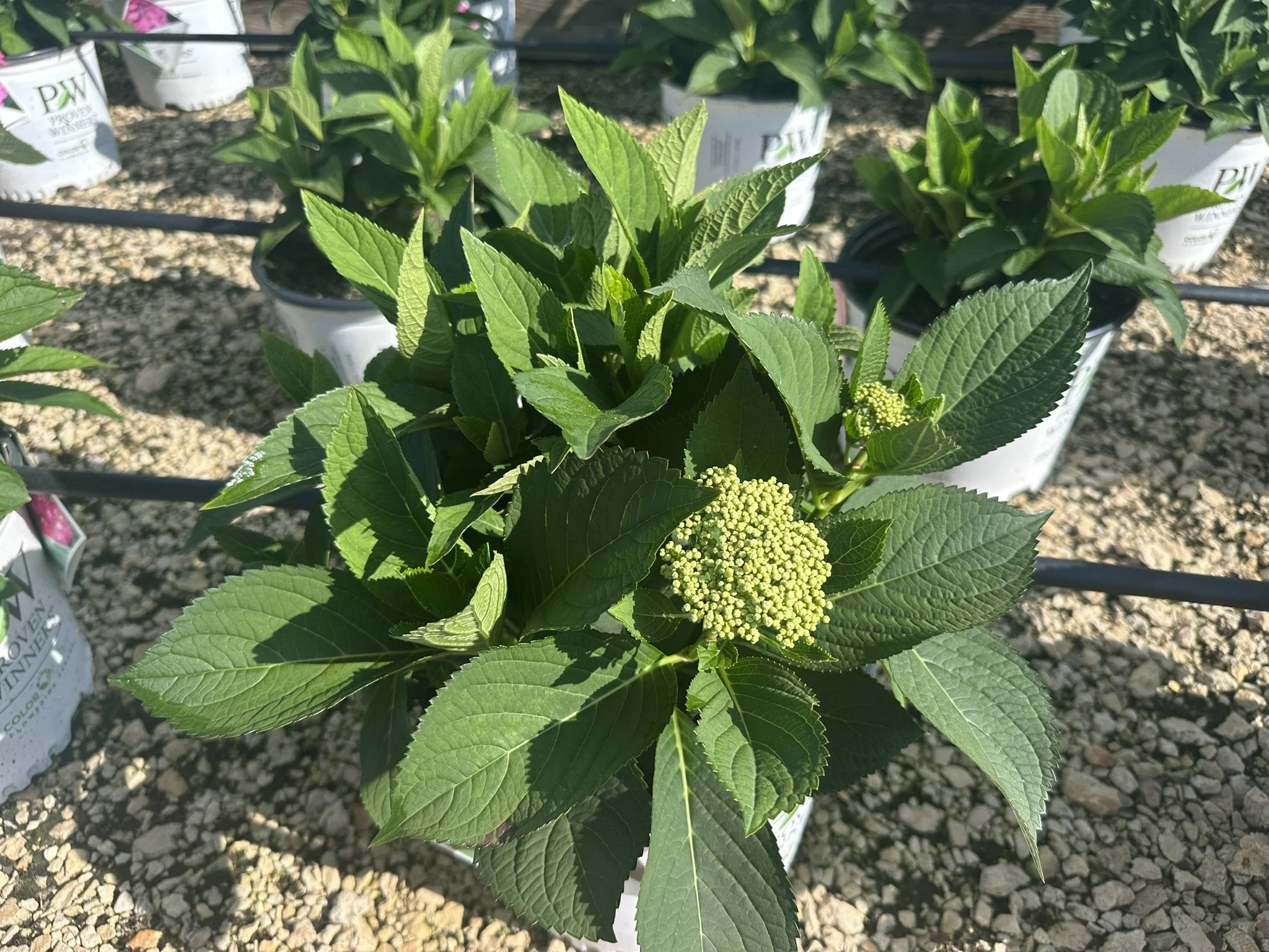 Hydrangea Lets Dance Hot Stepper.JPEG