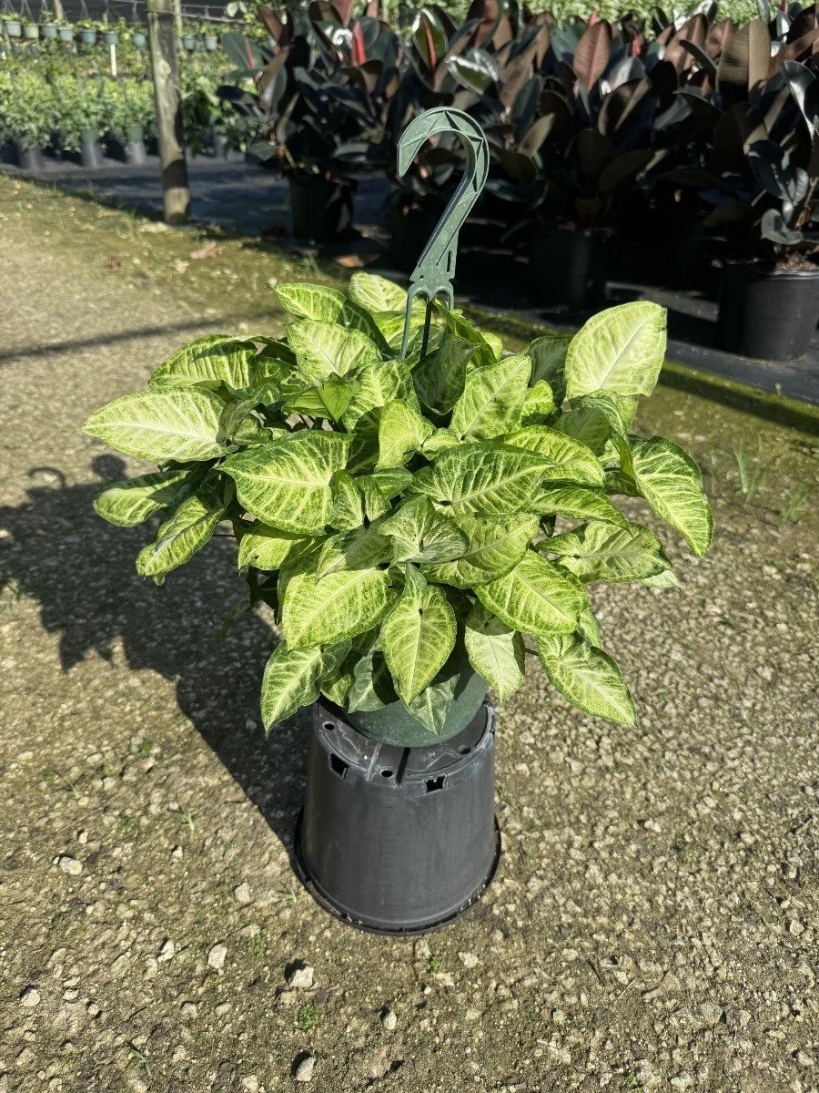 Syngonium White Butterfly
