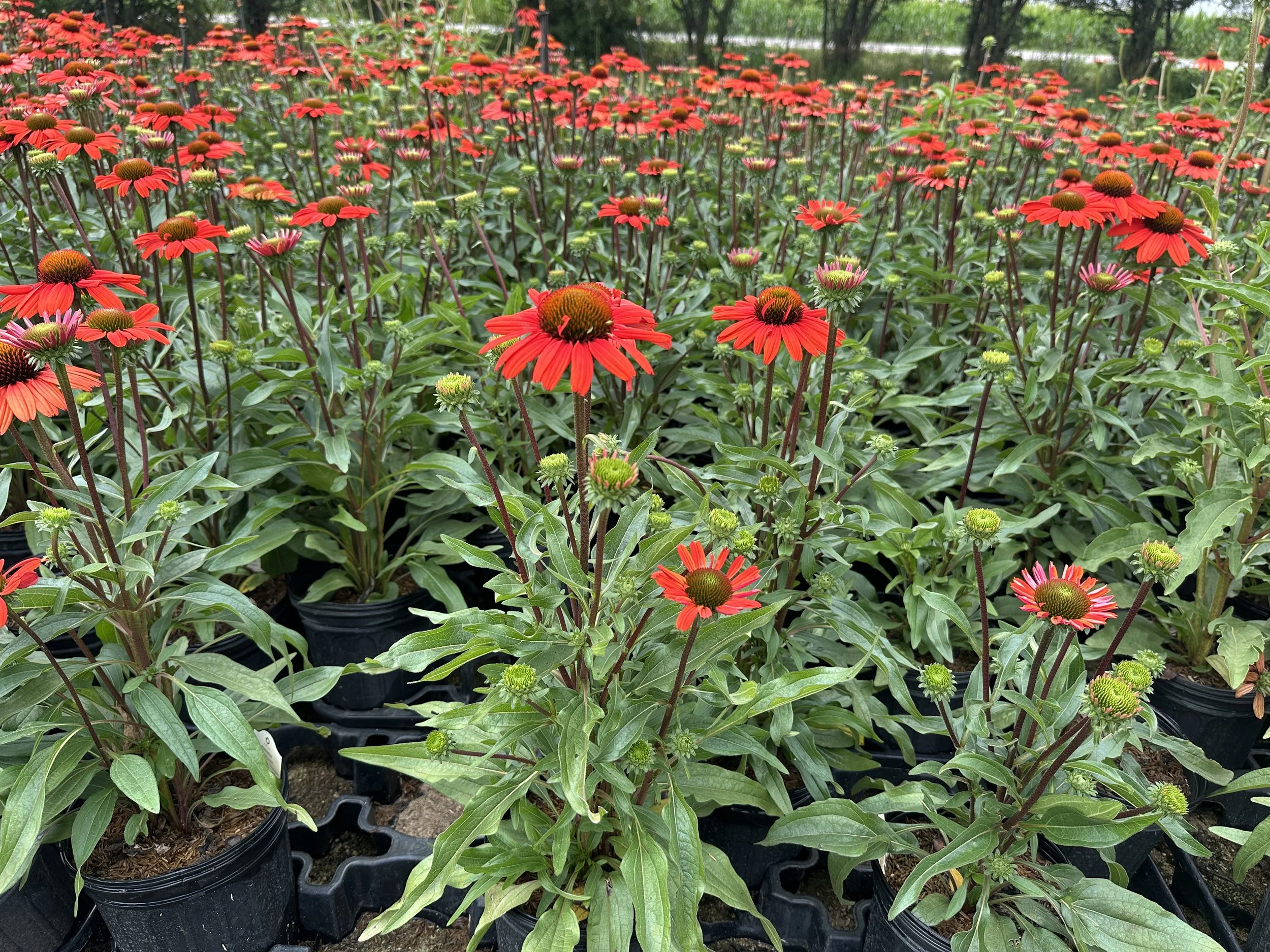 Echinacea Kismet® Intense Orange 'TNECHKIO' PP28769