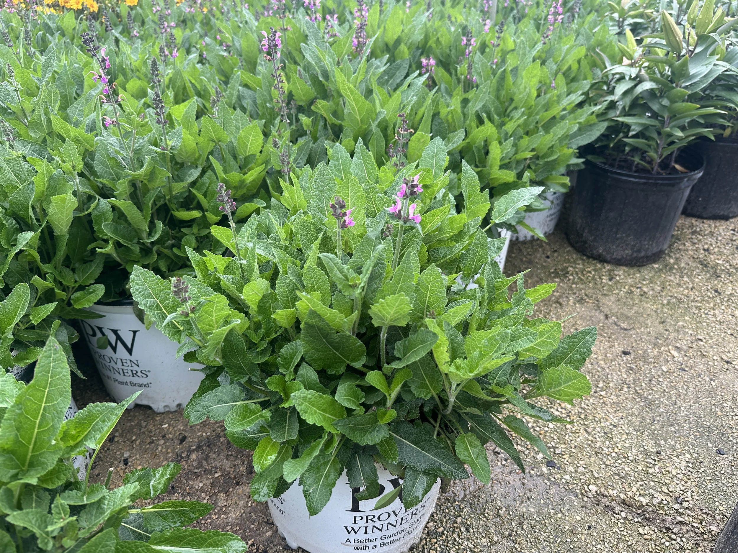 #3 Salvia Back to the Fuchsia.JPG